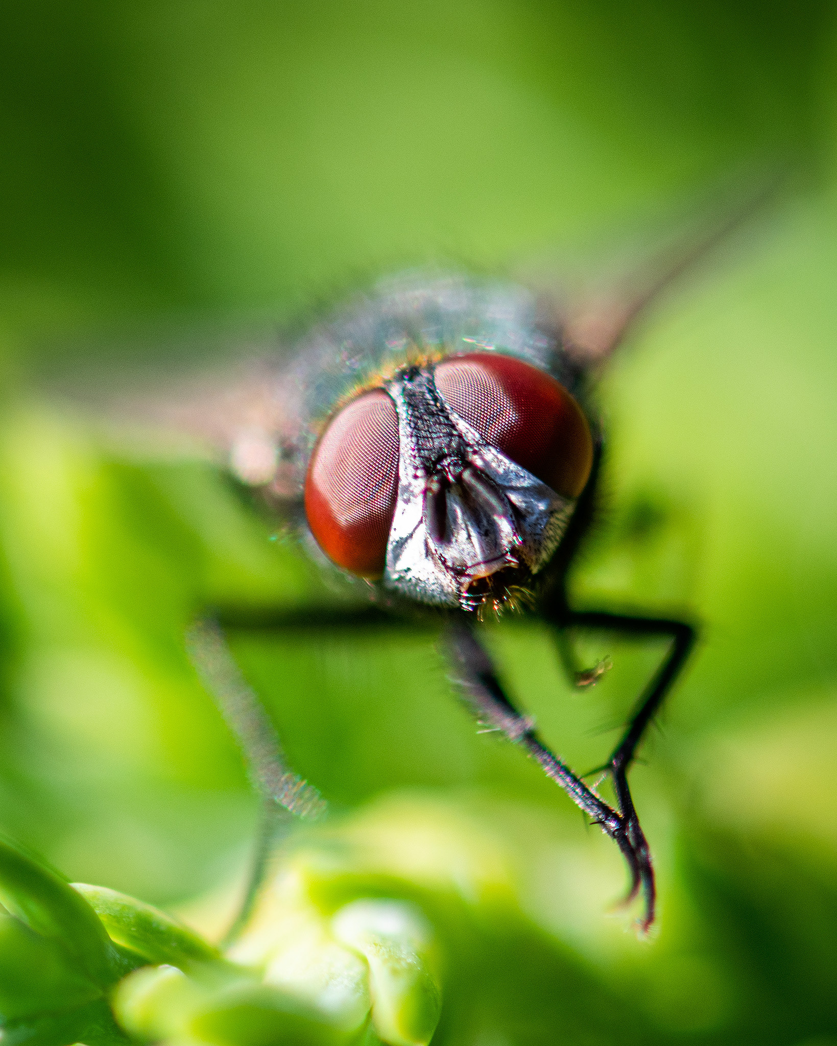 Fly, Bridlewood, Calgary, AB