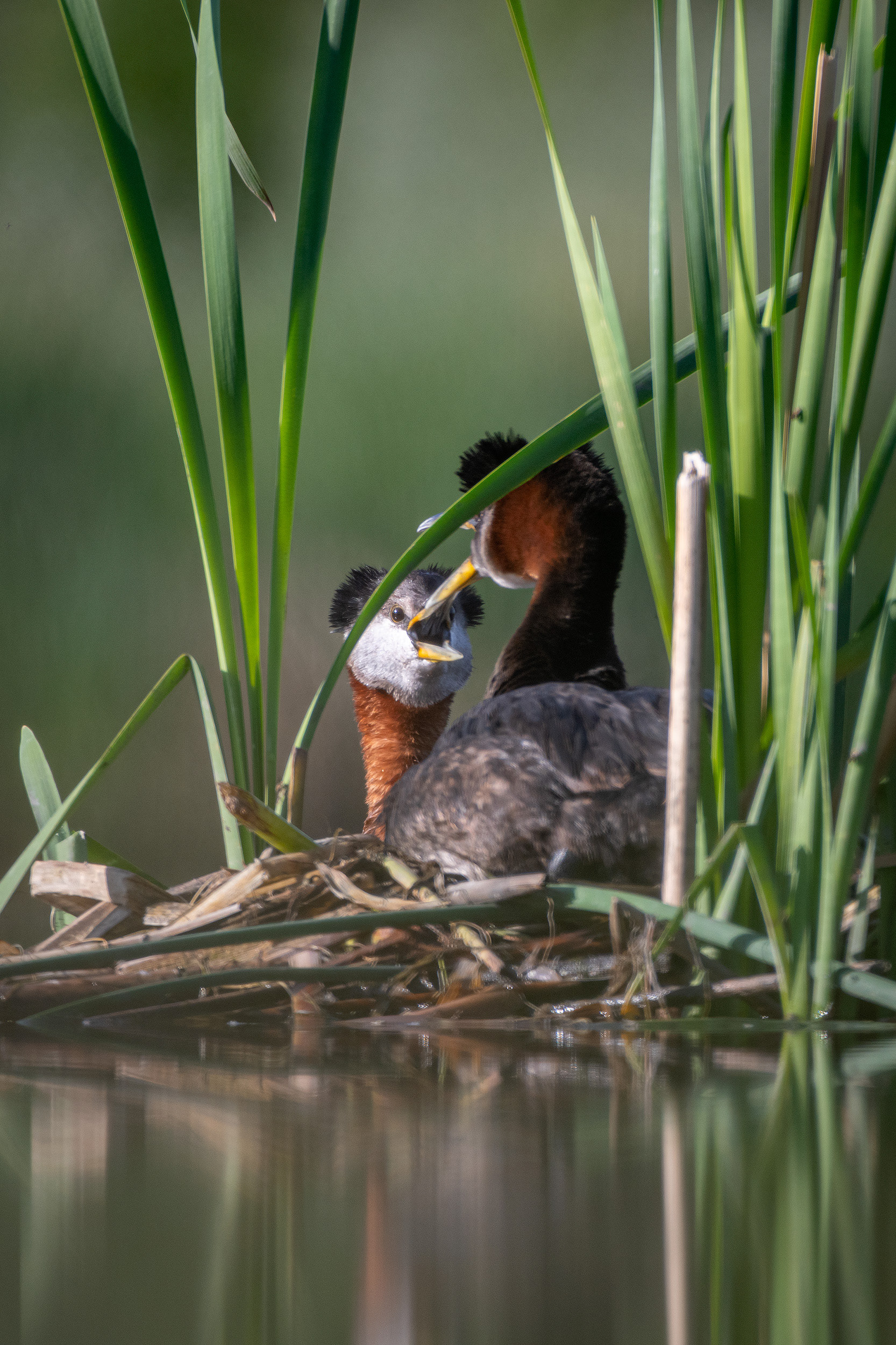 Red-necked Grebe pair, Marshall Springs ponds, Fish Creek Provincial Park, Calgary, AB