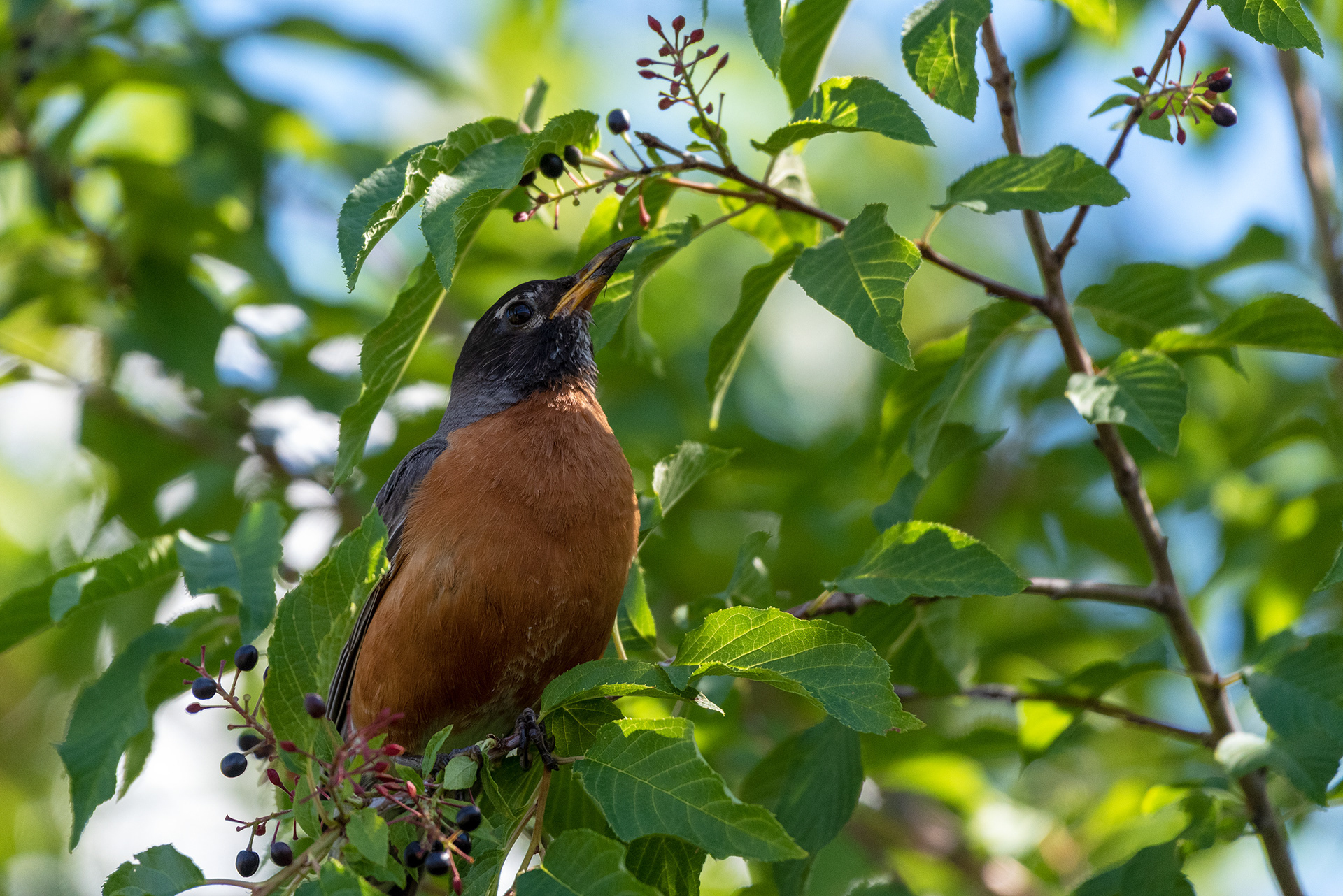 American Robin perched in a tree searching out ripened berries