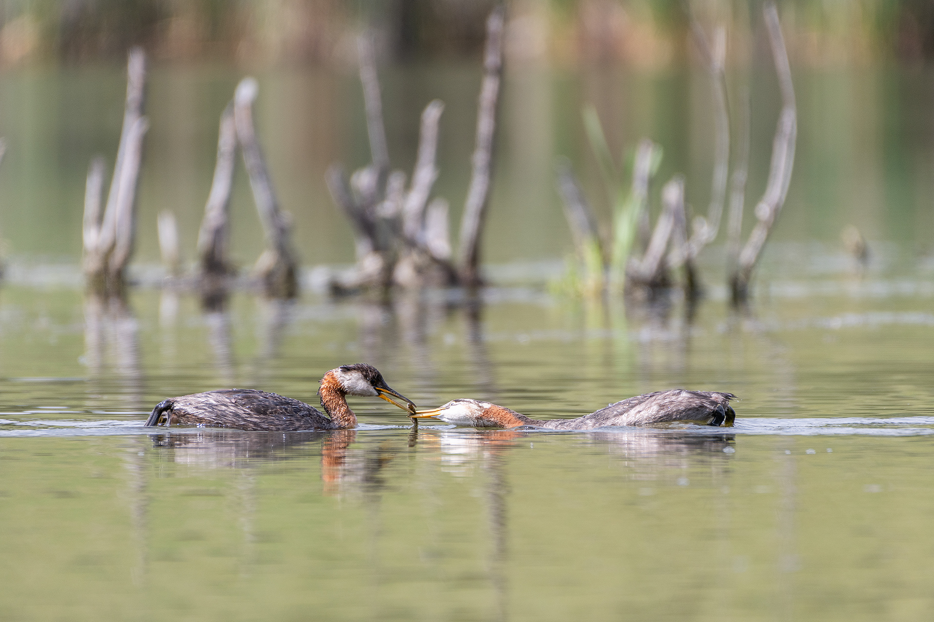 Red-necked Grebes (one female, one immature), Marshall Springs - Fish Creek Prov. Park, Calgary, AB
