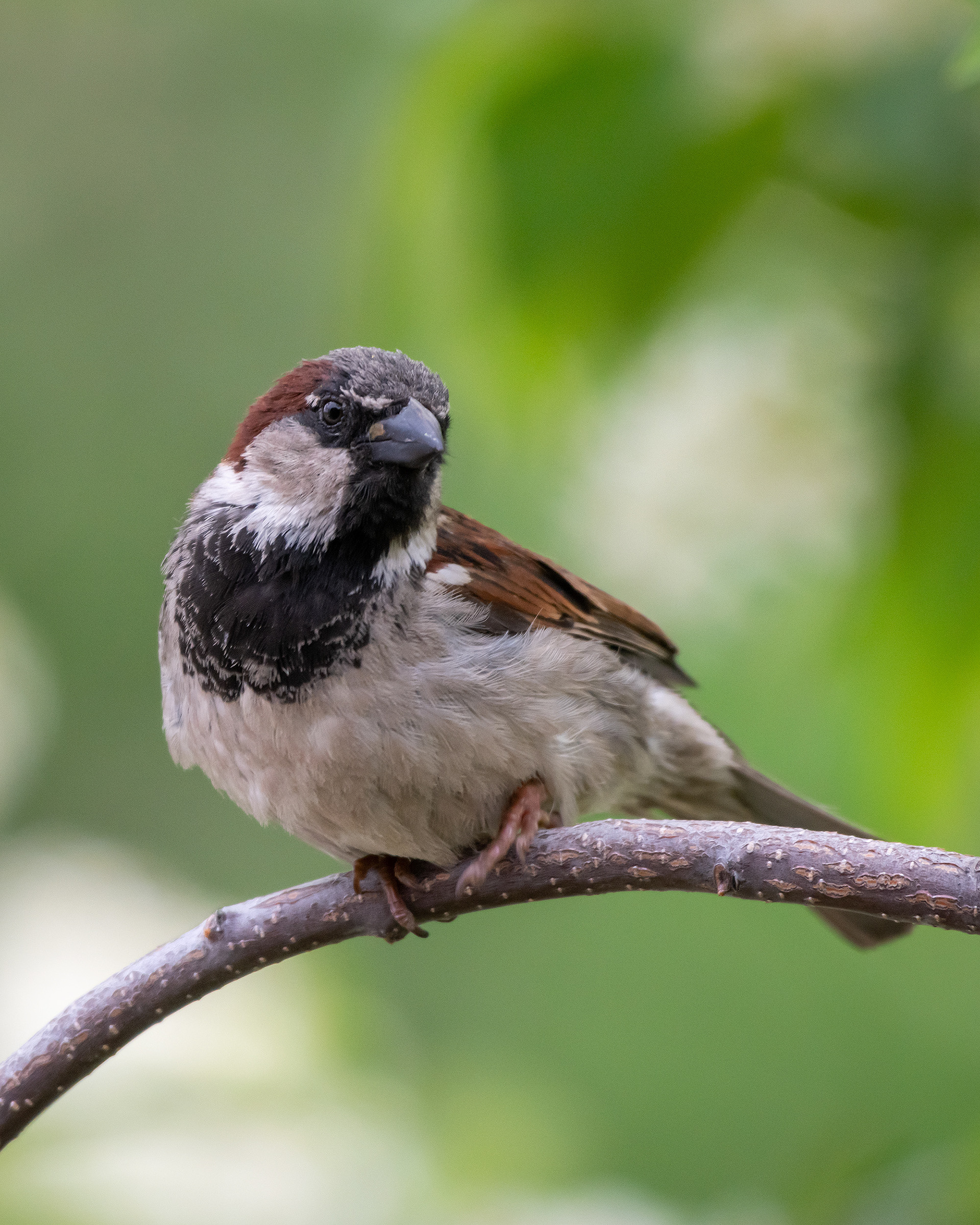 House Sparrow (male), Bridlewood, Calgary, AB