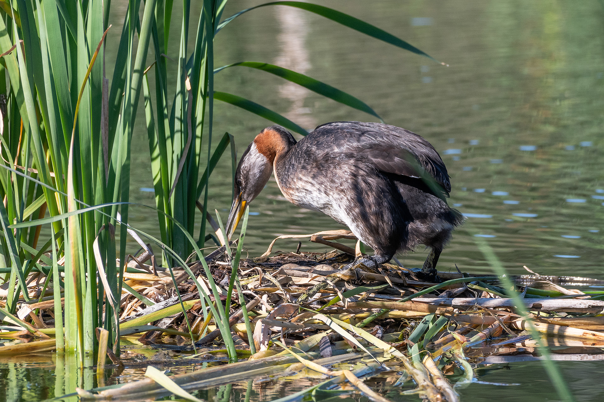 Red-necked Grebe (female) on her nest (3 eggs visible), Marshall Springs - Fish Creek Prov. Park, Calgary, AB