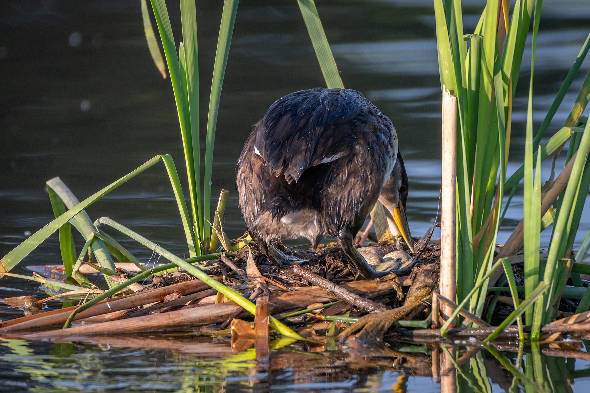 Red-necked Grebe, Marshall Springs ponds, Fish Creek Provincial Park, Calgary, AB