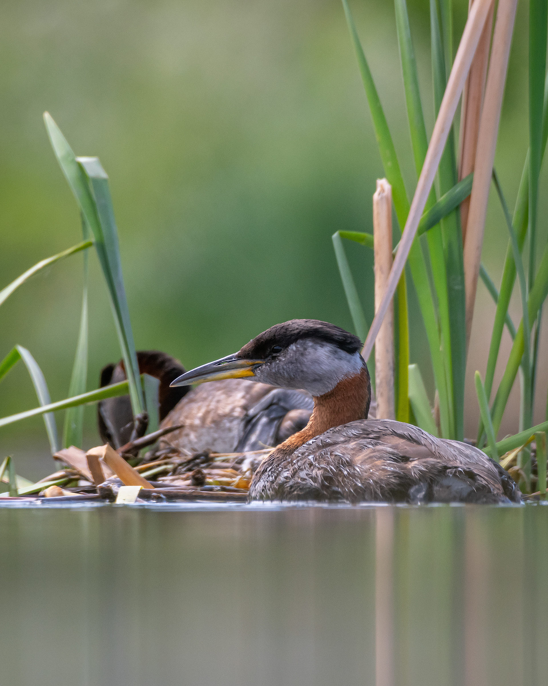 Red-necked Grebe pair, Marshall Springs ponds, Fish Creek Provincial Park, Calgary, AB