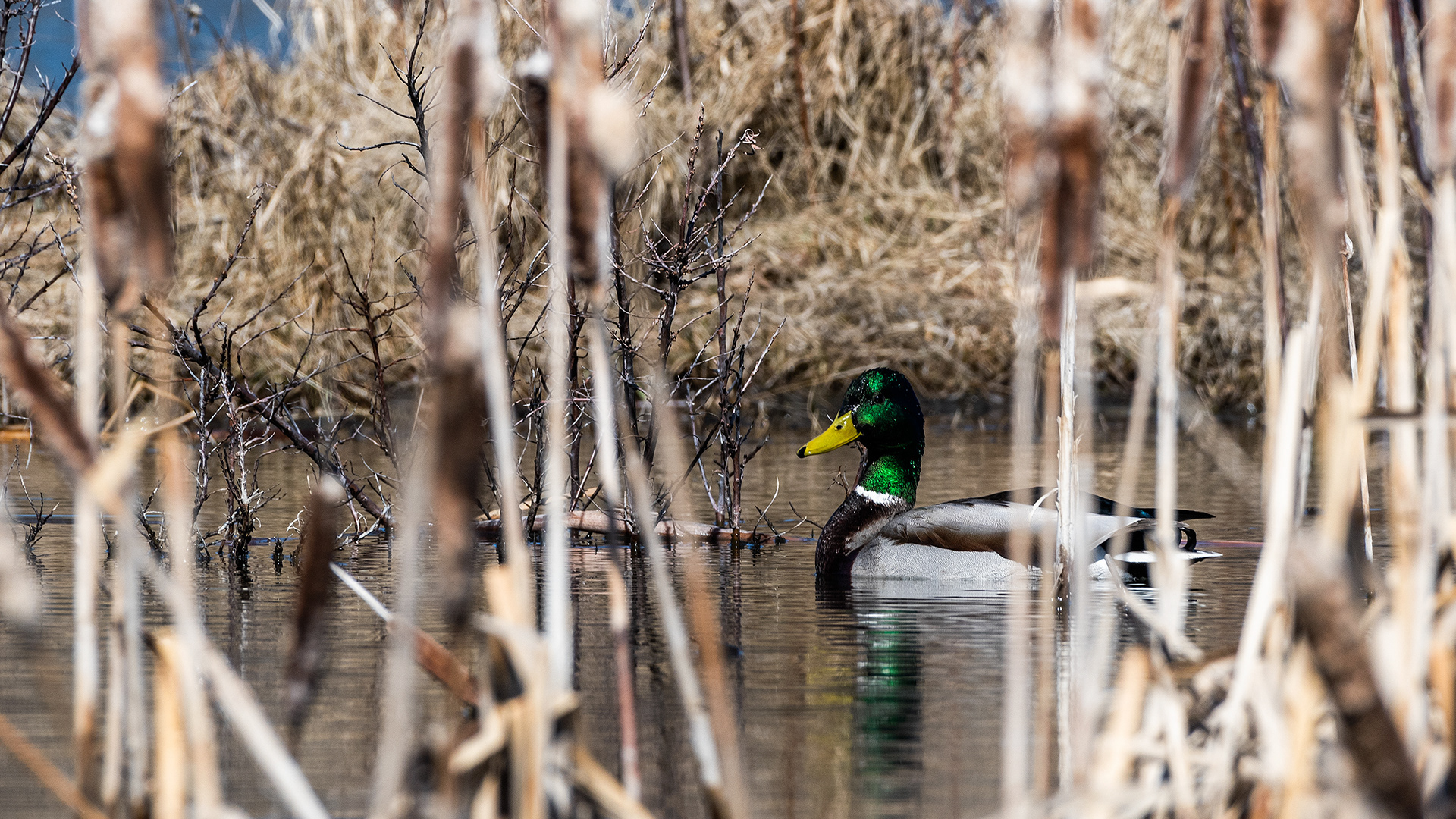 Mallard (male) at the Marshall Springs ponds in Fish Creek Provincial Park