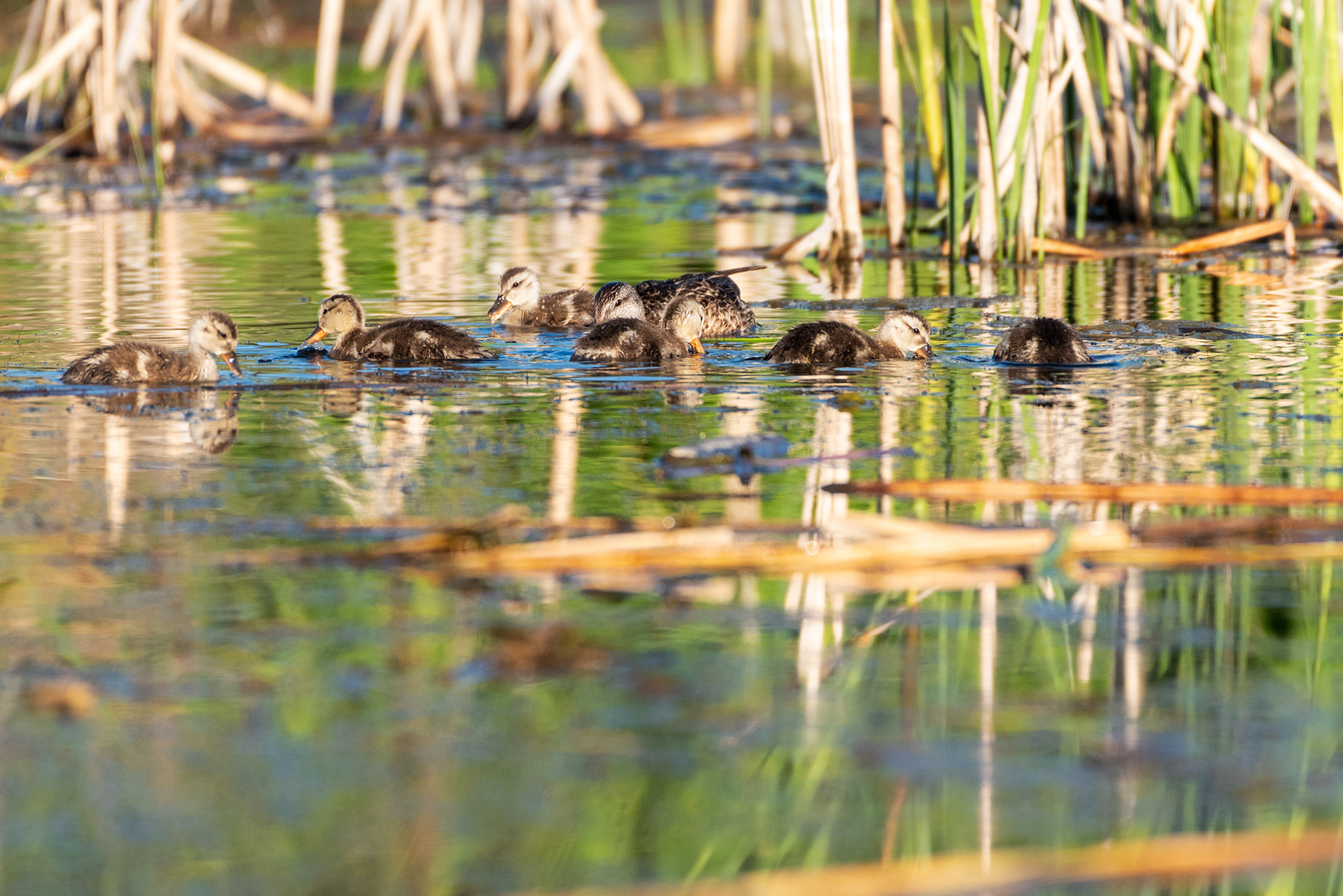 Mallard ducklings
