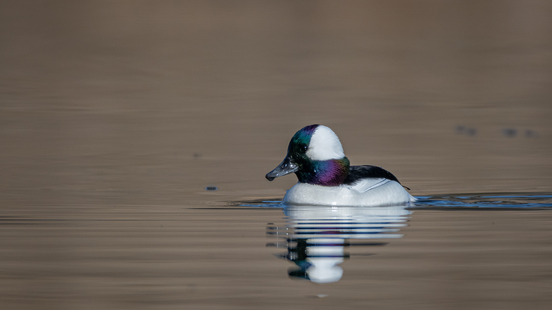 Bufflehead (male), Marshall Springs, Fish Creek Provincial Park, Calgary, AB