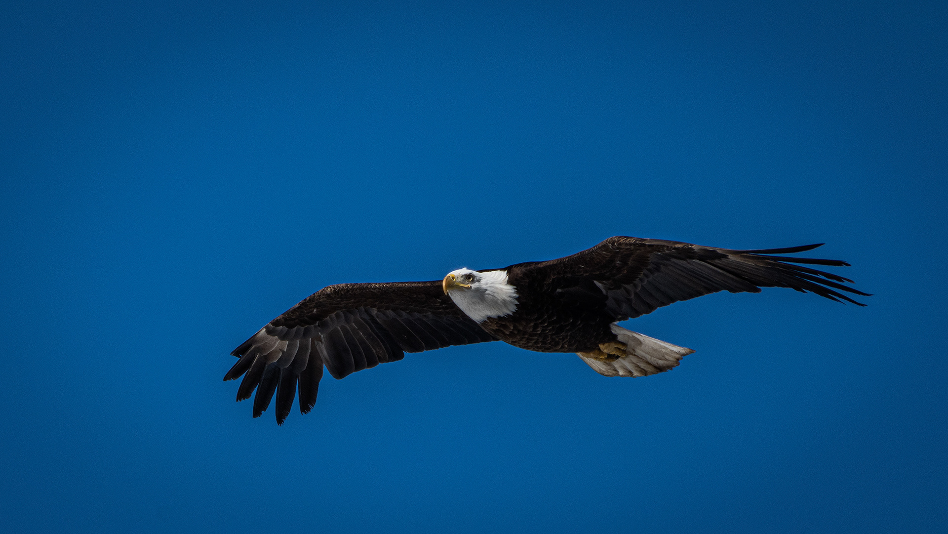Bald Eagle in flight - Southview Off Leash Dog Park, Calgary, AB