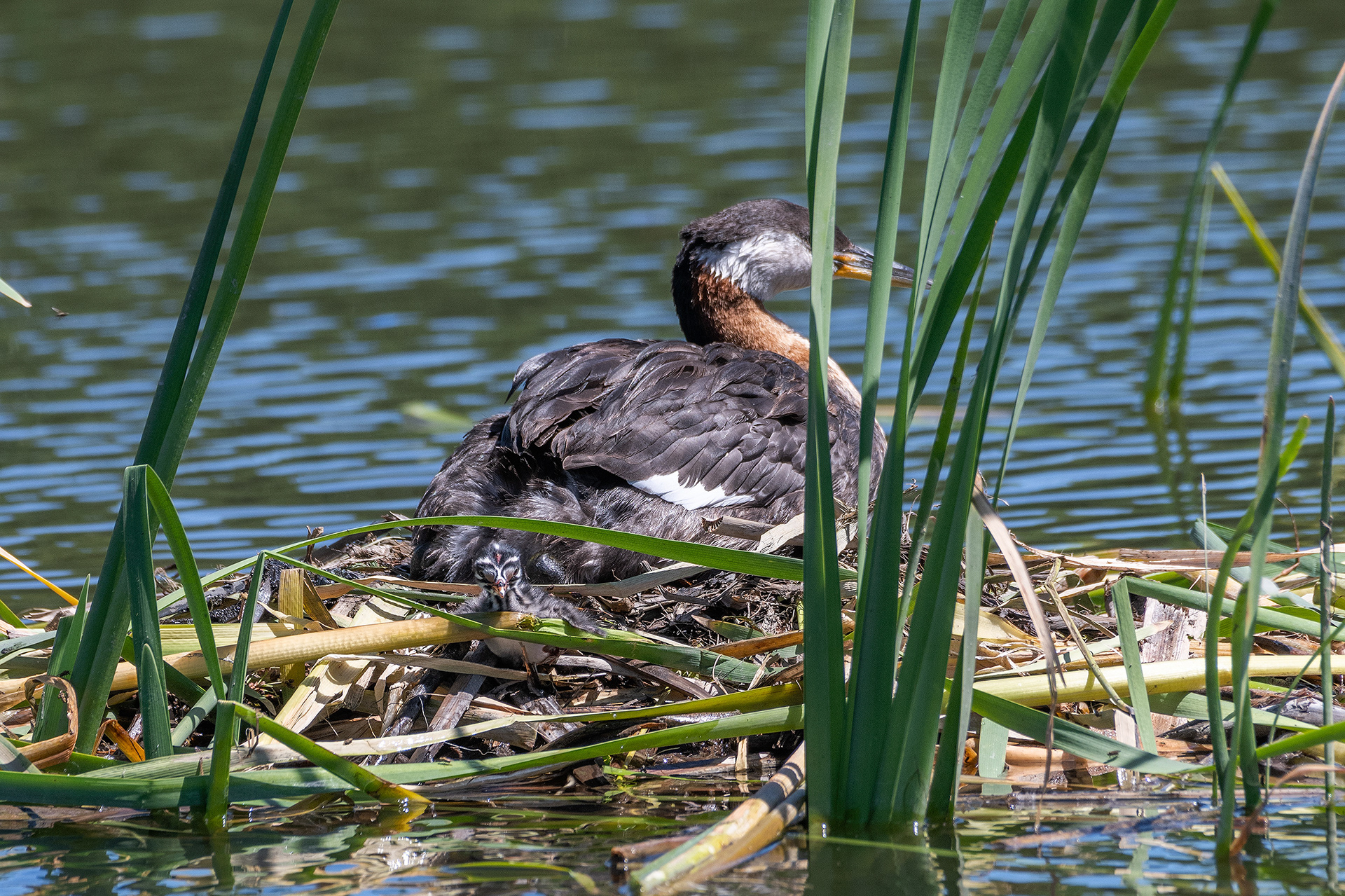 Red-necked Grebe (female) and her newly hatched chick at their nest, Marshall Springs - Fish Creek Prov. Park, Calgary, AB