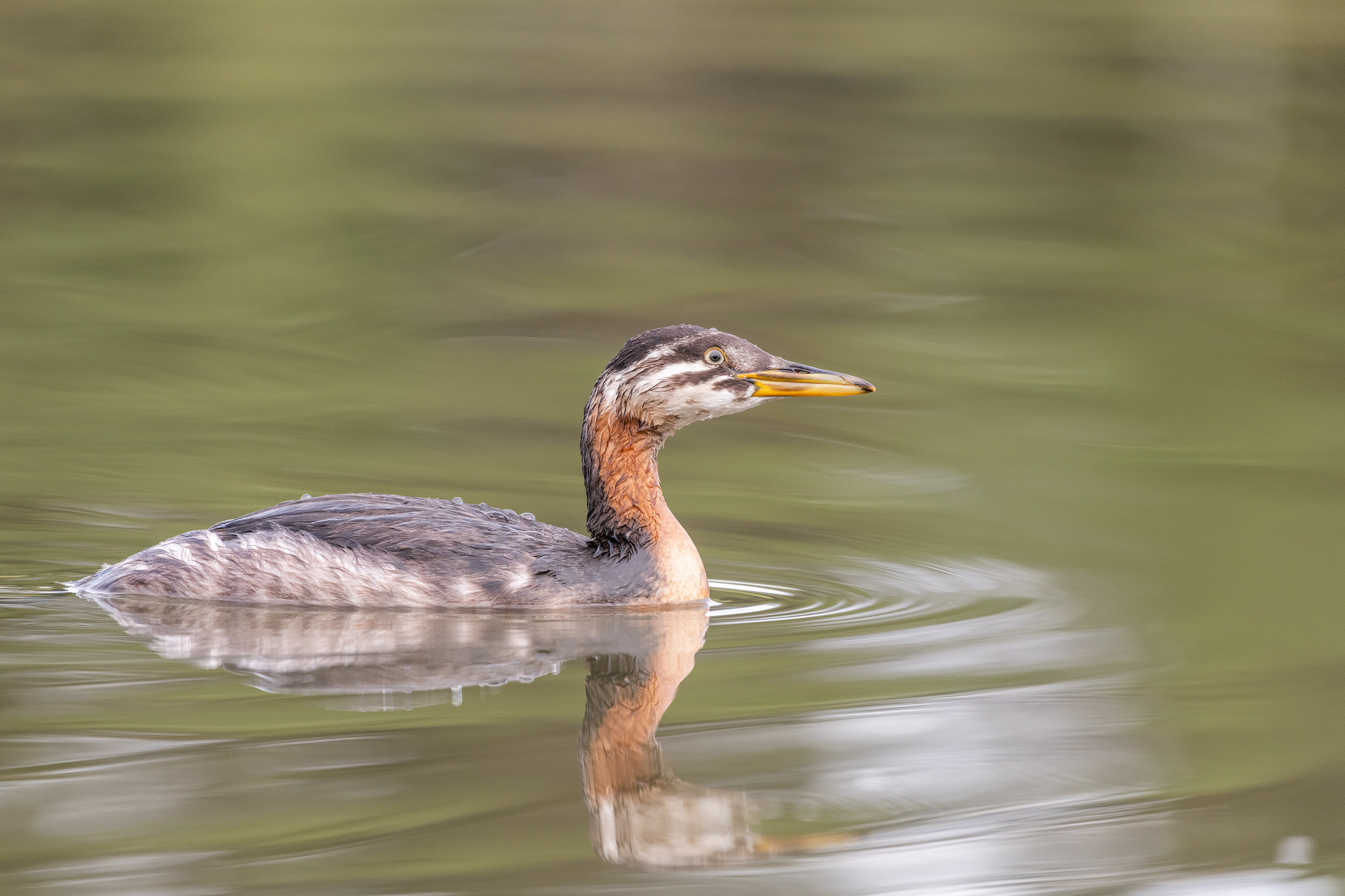 Red-necked Grebe (immature), Marshall Springs - Fish Creek Prov. Park, Calgary, AB