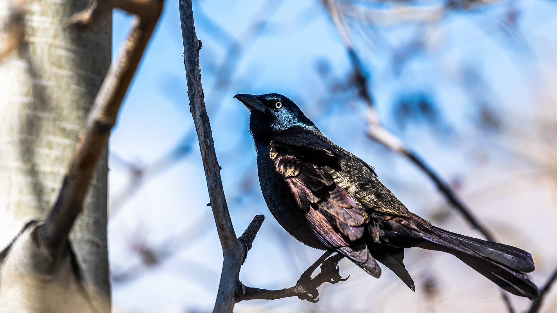 Common Grackle at Bridlewood Wetlands Park, Calgary, Alberta
