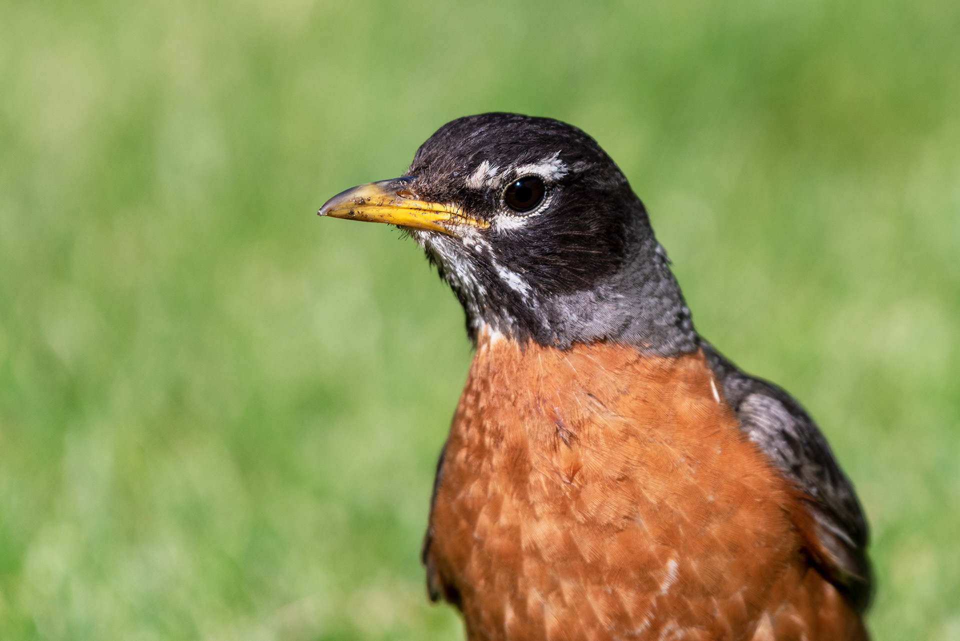 American Robin in search of worms for its ever hungry young