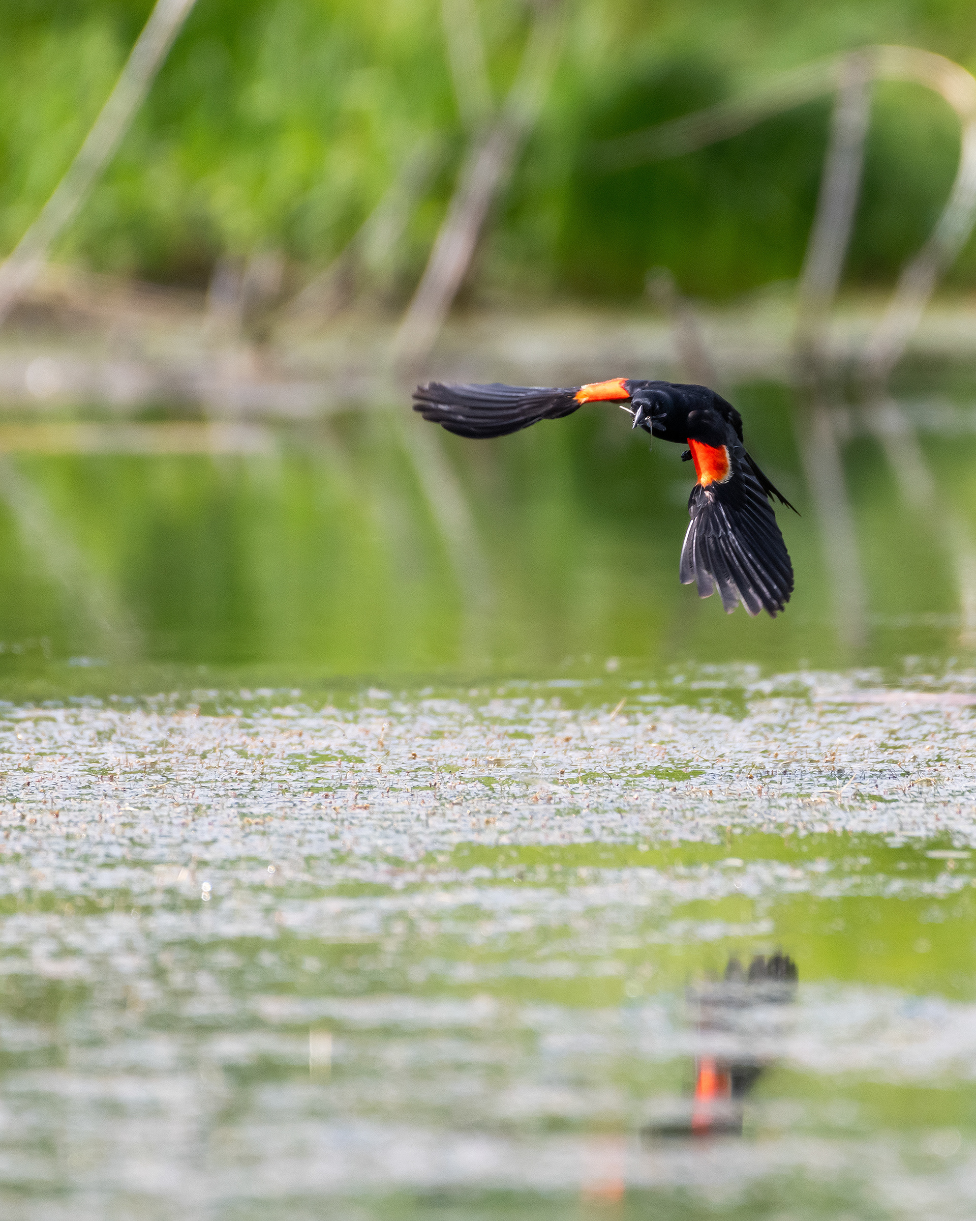 Red-winged Blackbird (male) in flight (caught a dragonfly) at Marshall Springs - Fish Creek Provincial Park, Calgary, Alberta