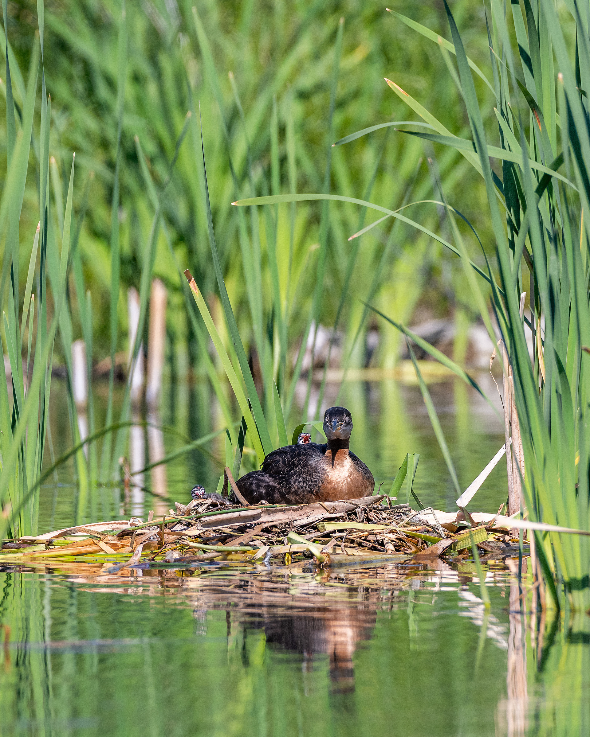 Red-necked Grebe (male) on his nest with two chicks, Marshall Springs - Fish Creek Prov. Park, Calgary, AB