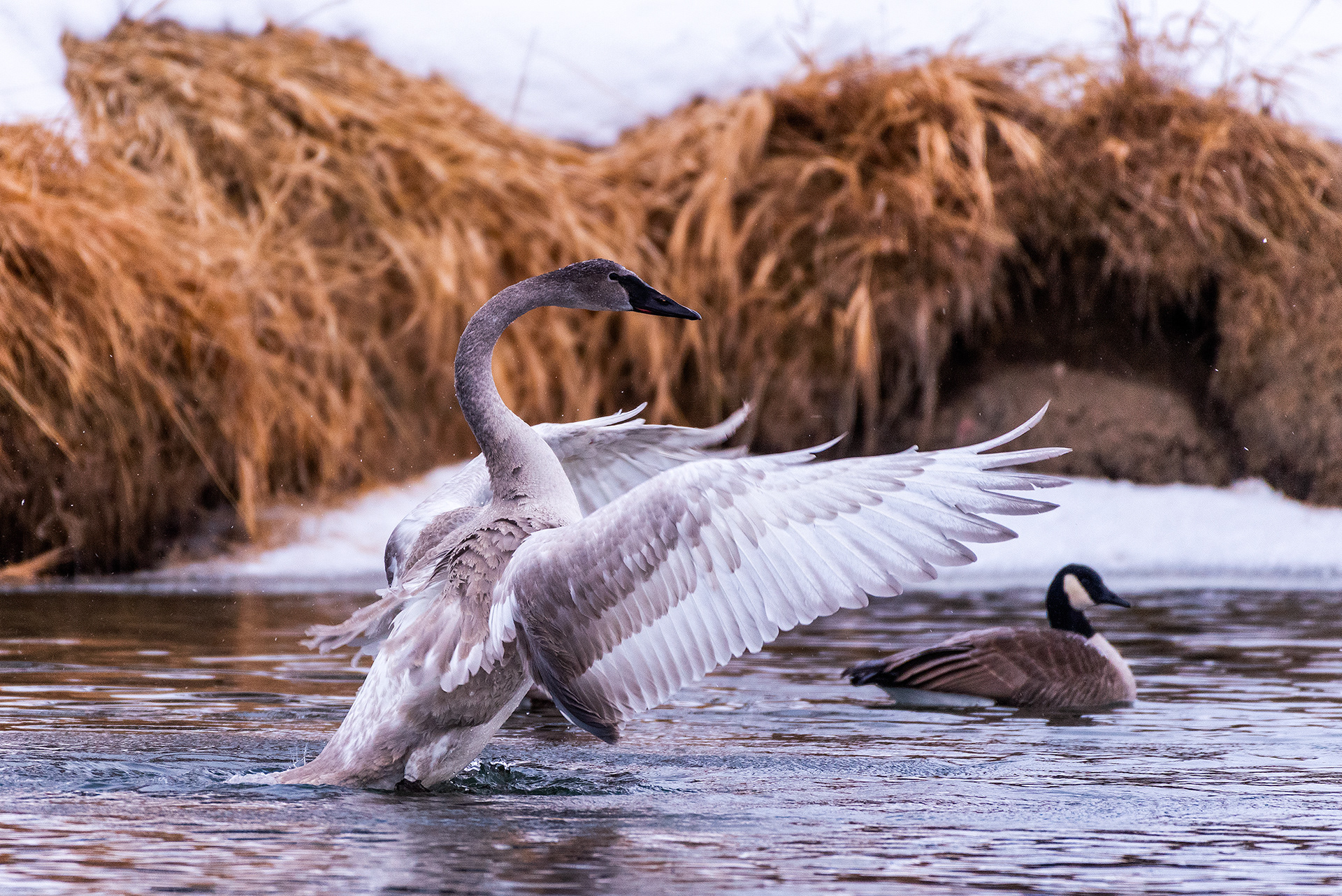 Trumpeter Swan (Immature) and Canada Goose near Mallard Point, Fish Creek Prov. Park, Calgary, AB