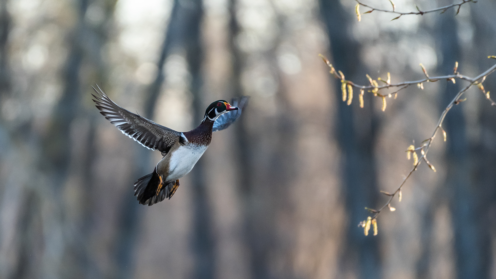 Wood Duck (male) in flight at the Inglewood Bird Sanctuary & Nature Centre, Calgary, Alberta
