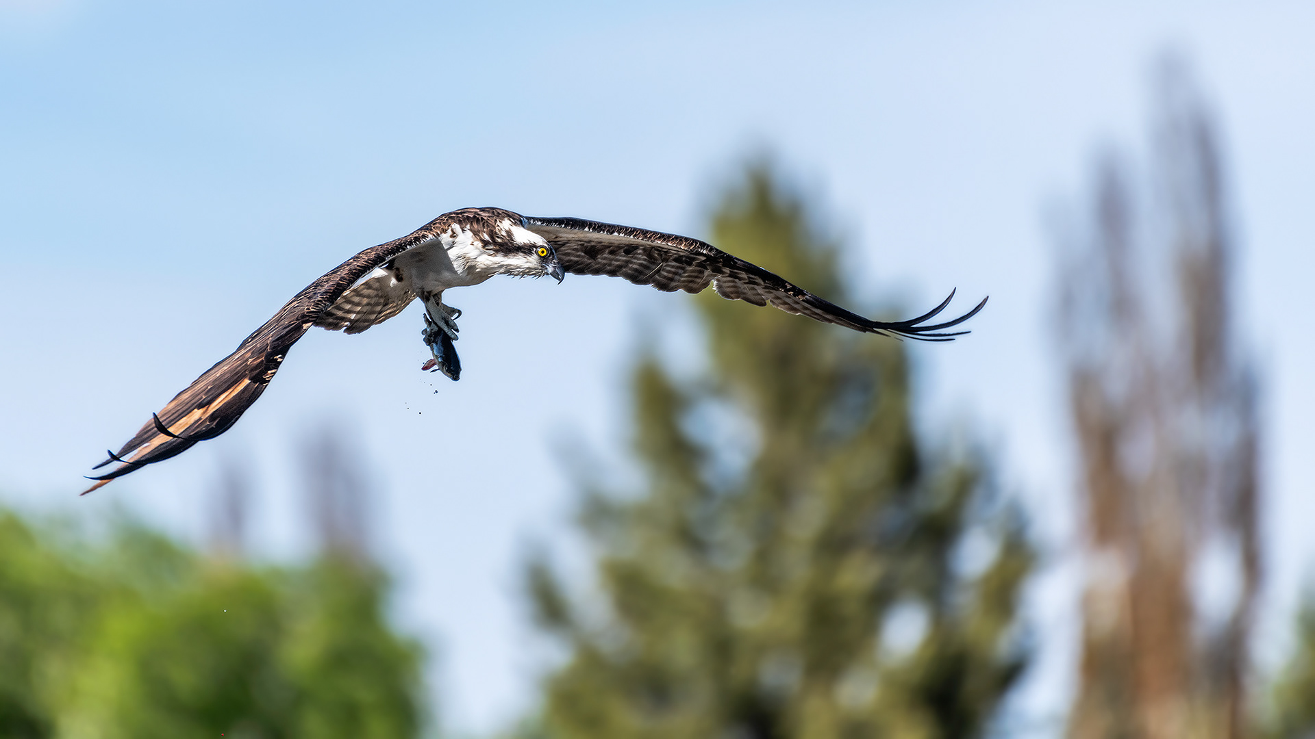 Osprey (in flight, with catch) at the Marshall Springs ponds in Fish Creek Provincial Park, Calgary, Alberta