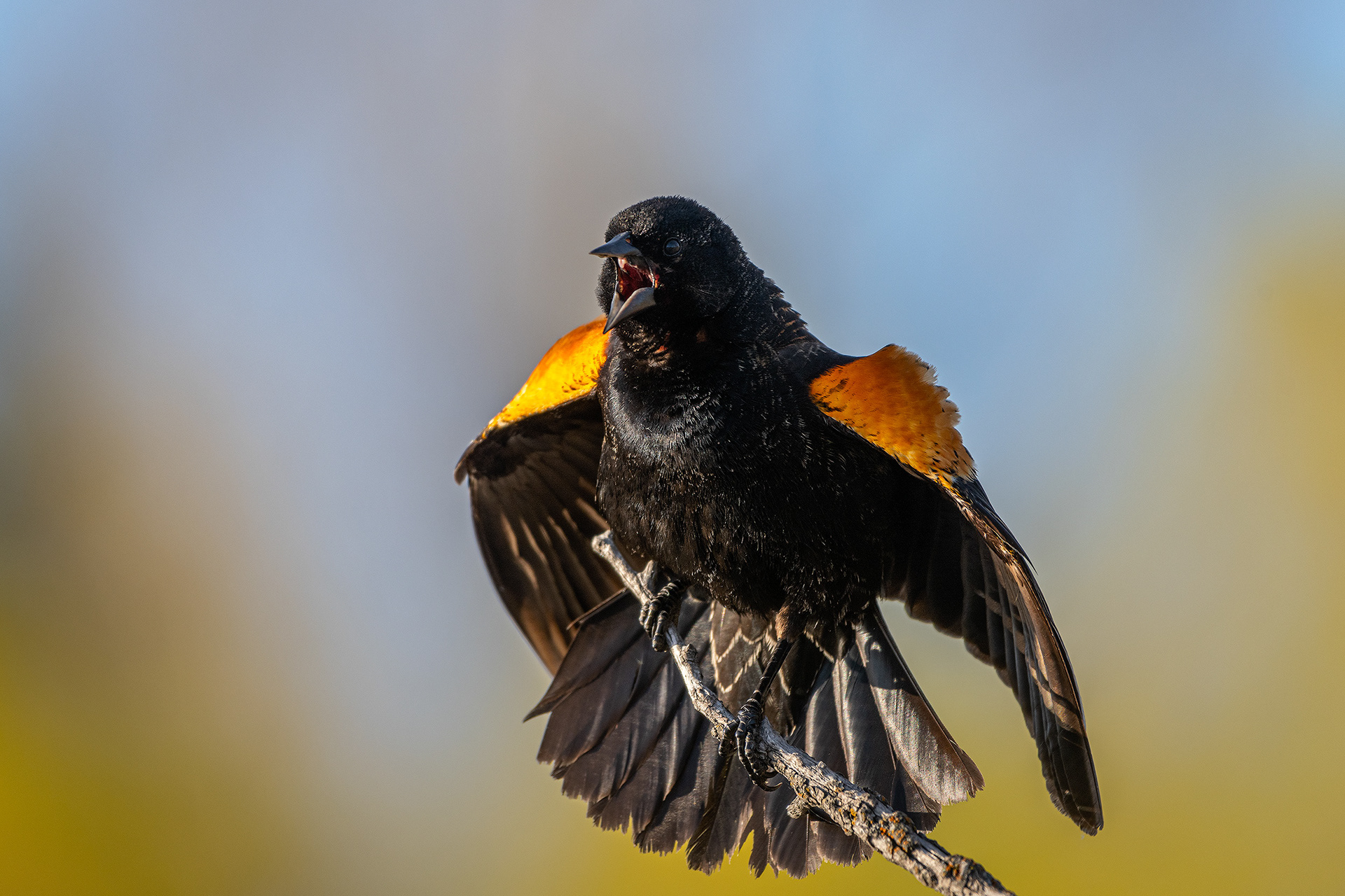 Red-winged Blackbird (male), Bridlewood Wetlands Park, Calgary, AB