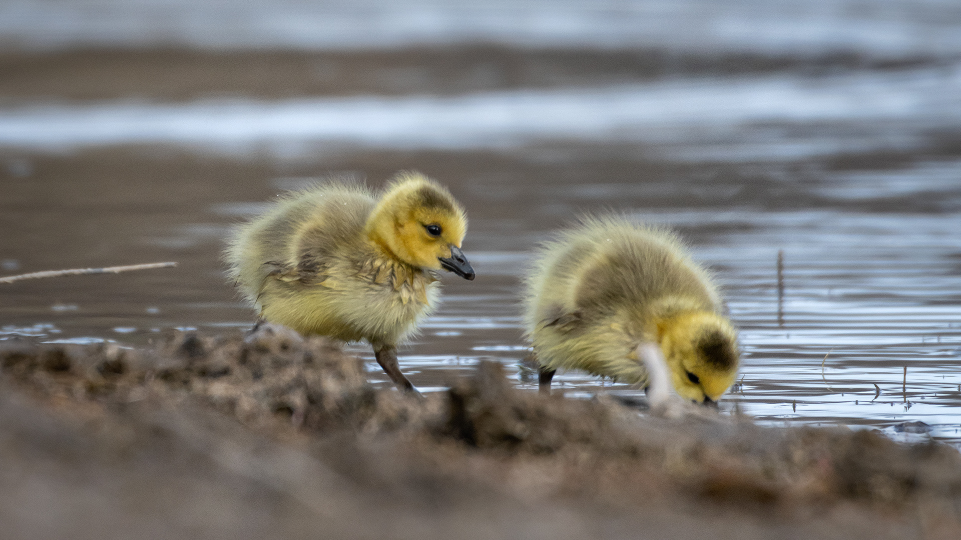 Canada Goose goslings, Glenmore Reservoir, North Glenmore Park, Calgary, AB