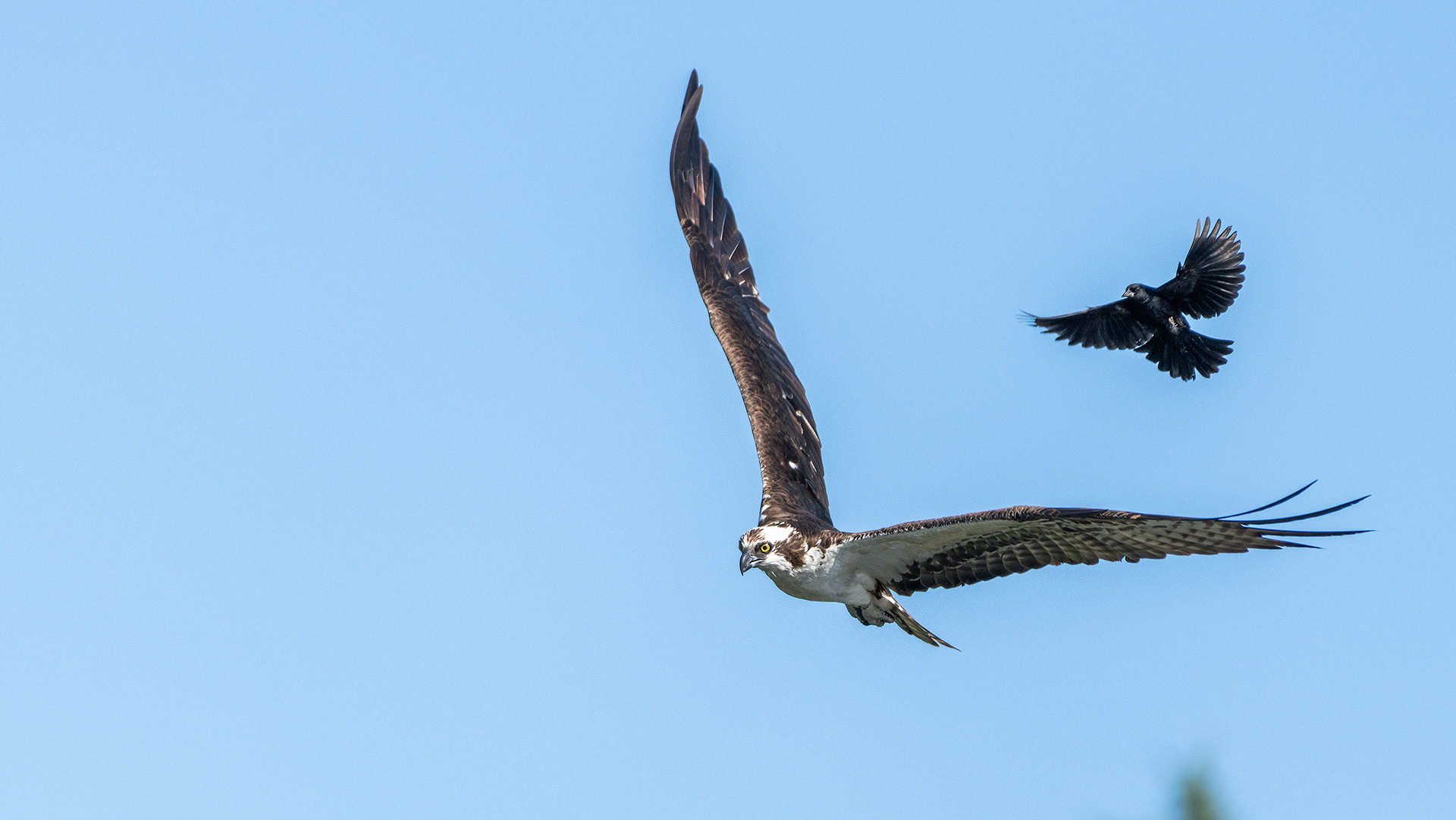Osprey (in flight) being pestered by a male Red-winged Blackbird (in flight), Marshall Springs - Fish Creek Prov. Park, Calgary, AB