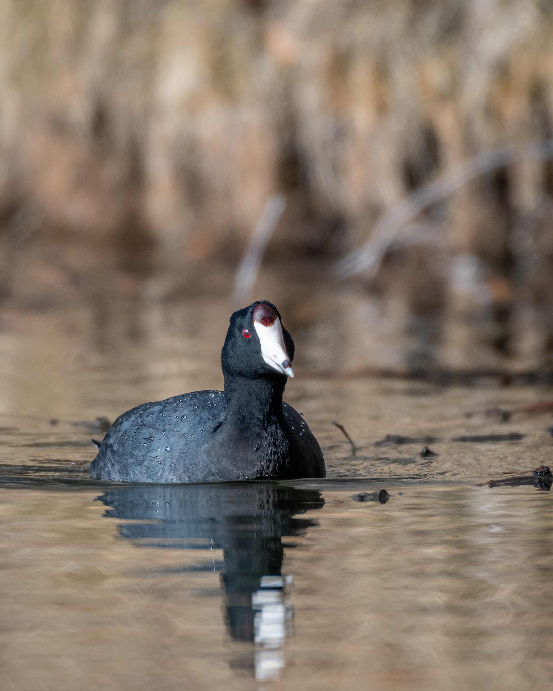 American Coot, Bridlewood Wetlands Park, Calgary, AB