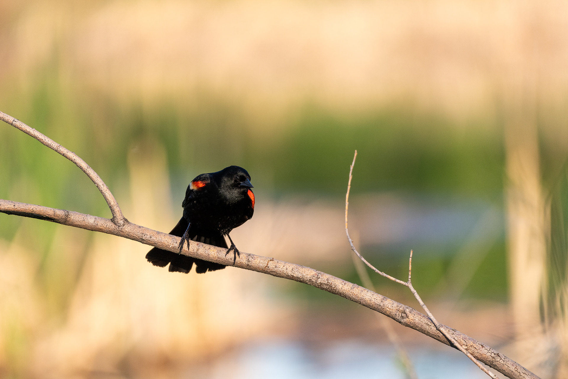 Red-winged Blackbird, Marshall Springs, Fish Creek Provincial Park, Calgary, Alberta