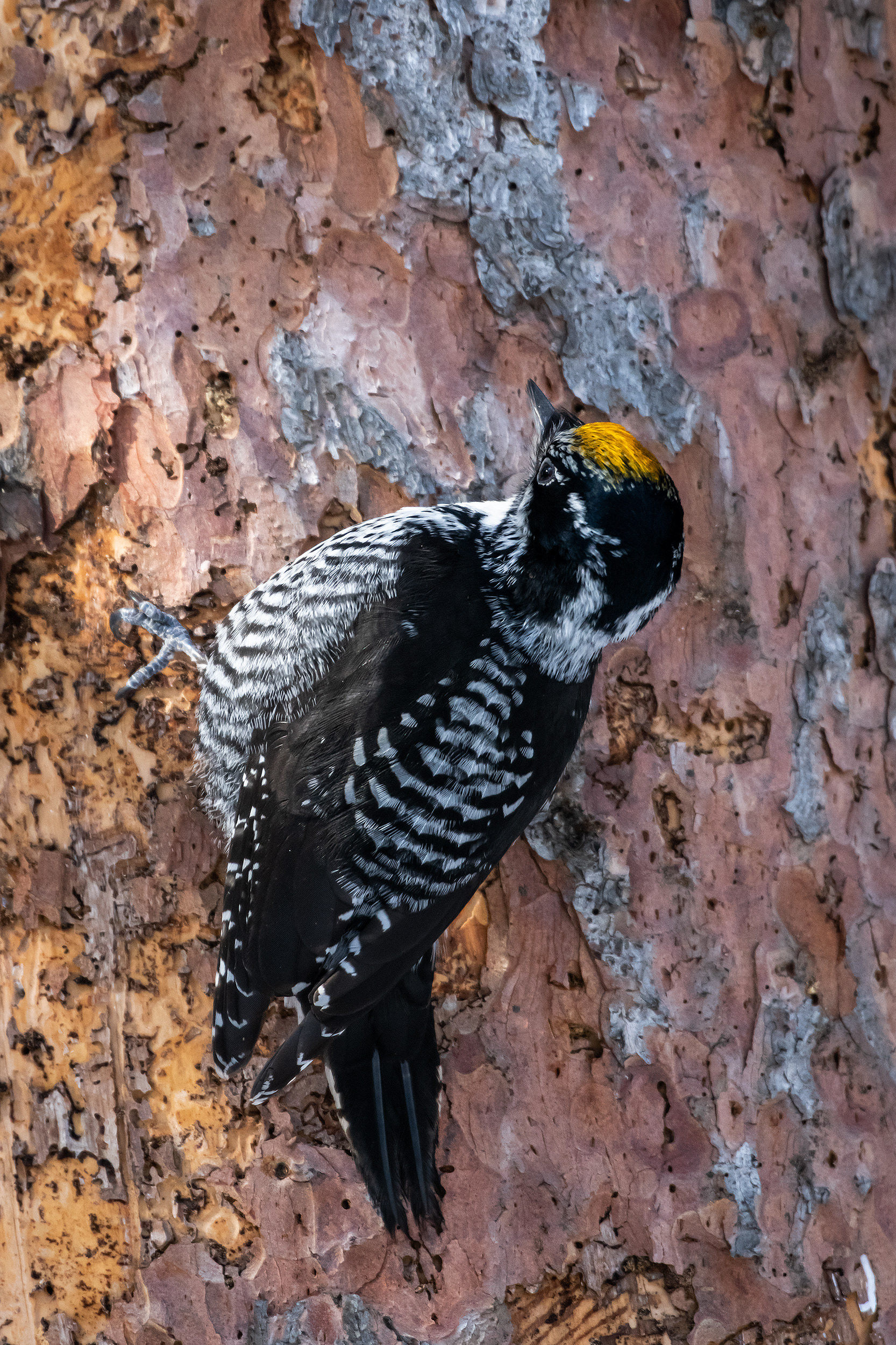 Three-toed Woodpecker (male), near the Marshall Springs area of Fish Creek Provincial Park, Calgary, AB
