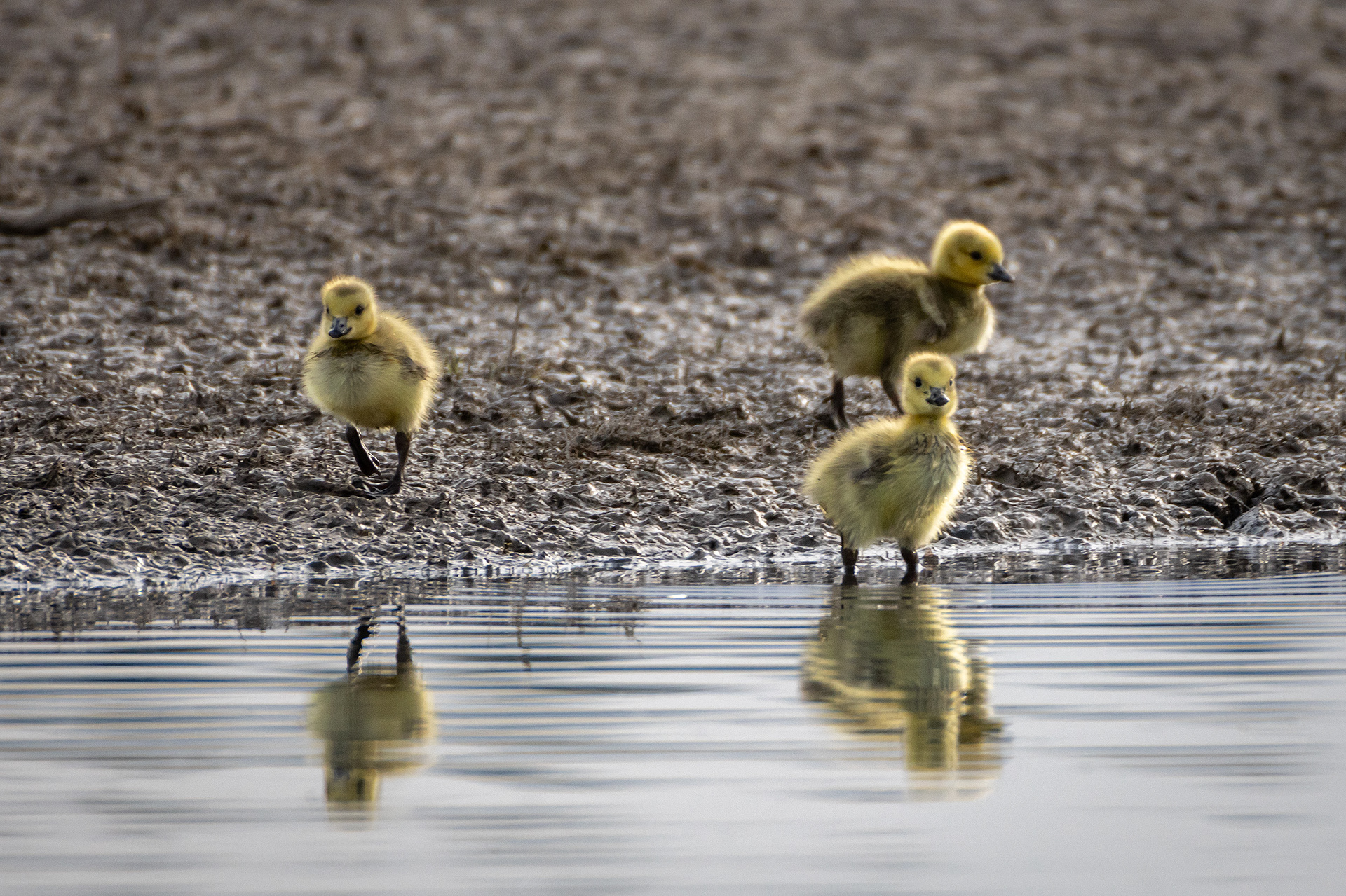 Canada Goose goslings, Glenmore Reservoir, North Glenmore Park, Calgary, AB