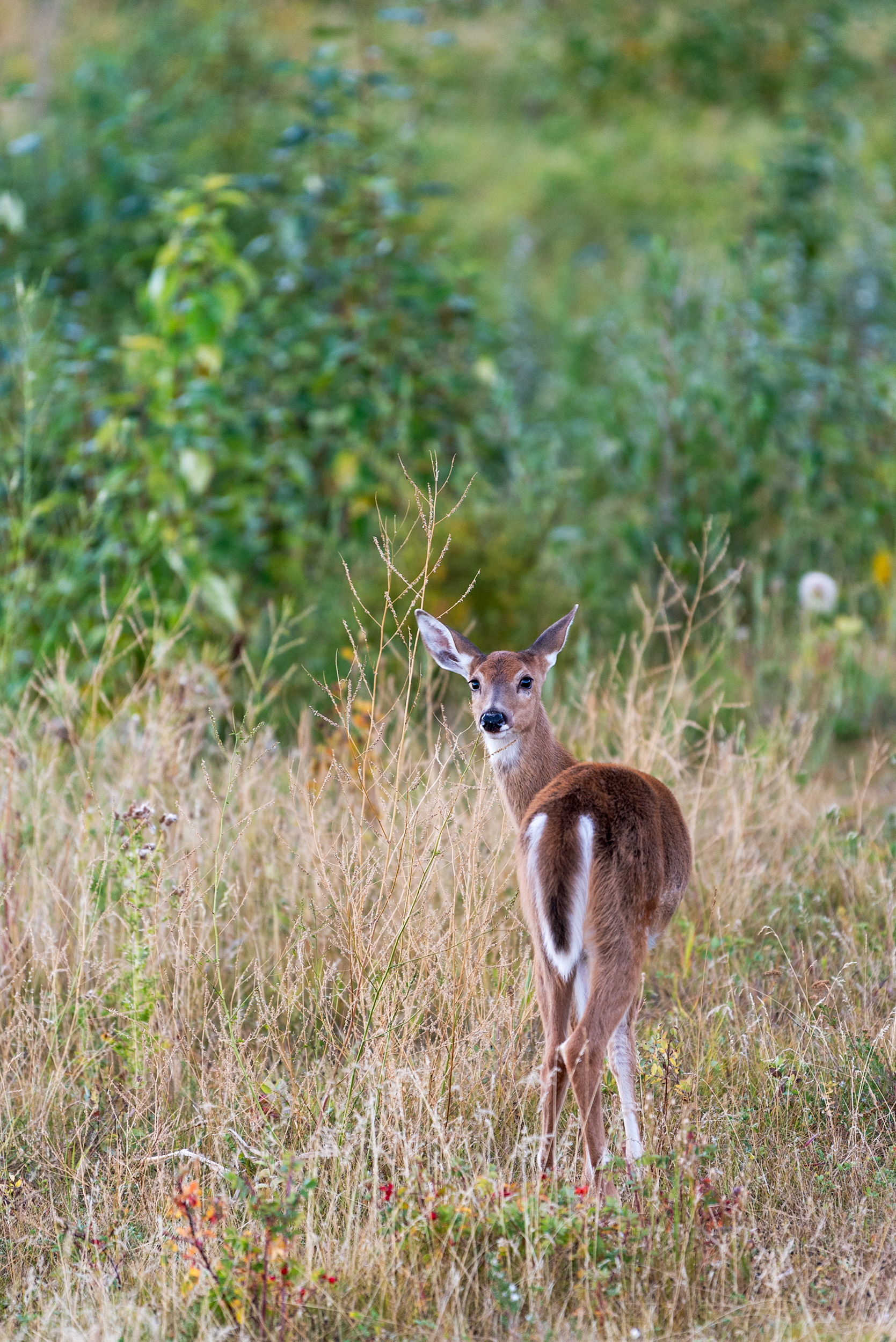 Young Deer at the Marshall Springs ponds in Fish Creek Provincial Park