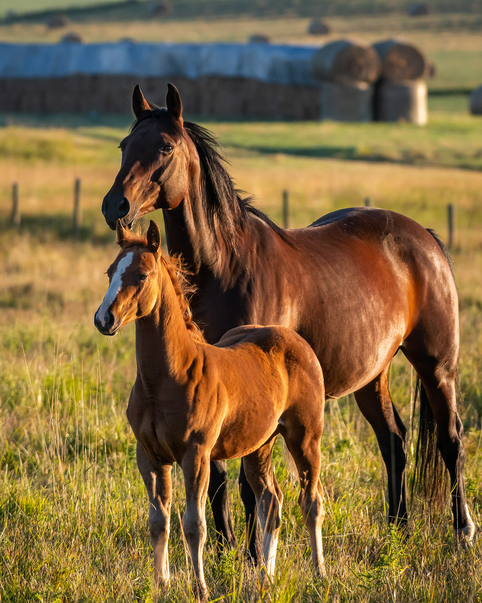 Horses, Foothills, AB