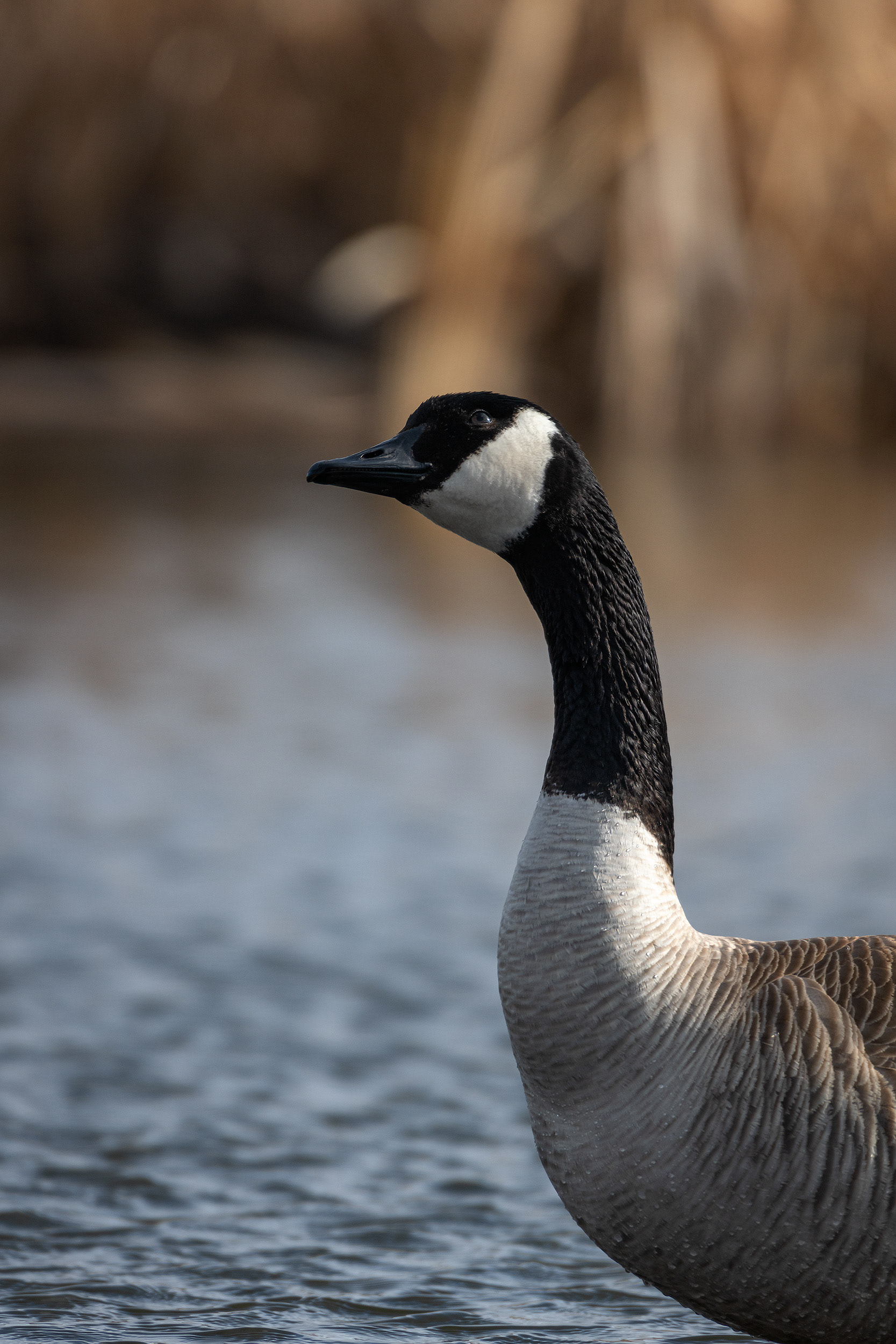 Canada Goose, Marshall Springs, Fish Creek Provincial Park, Calgary, AB