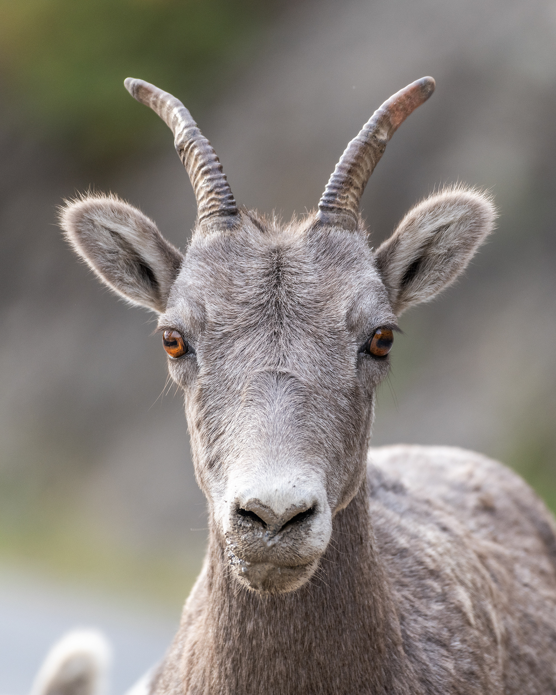 Bighorn Sheep, Banff National Park, Alberta