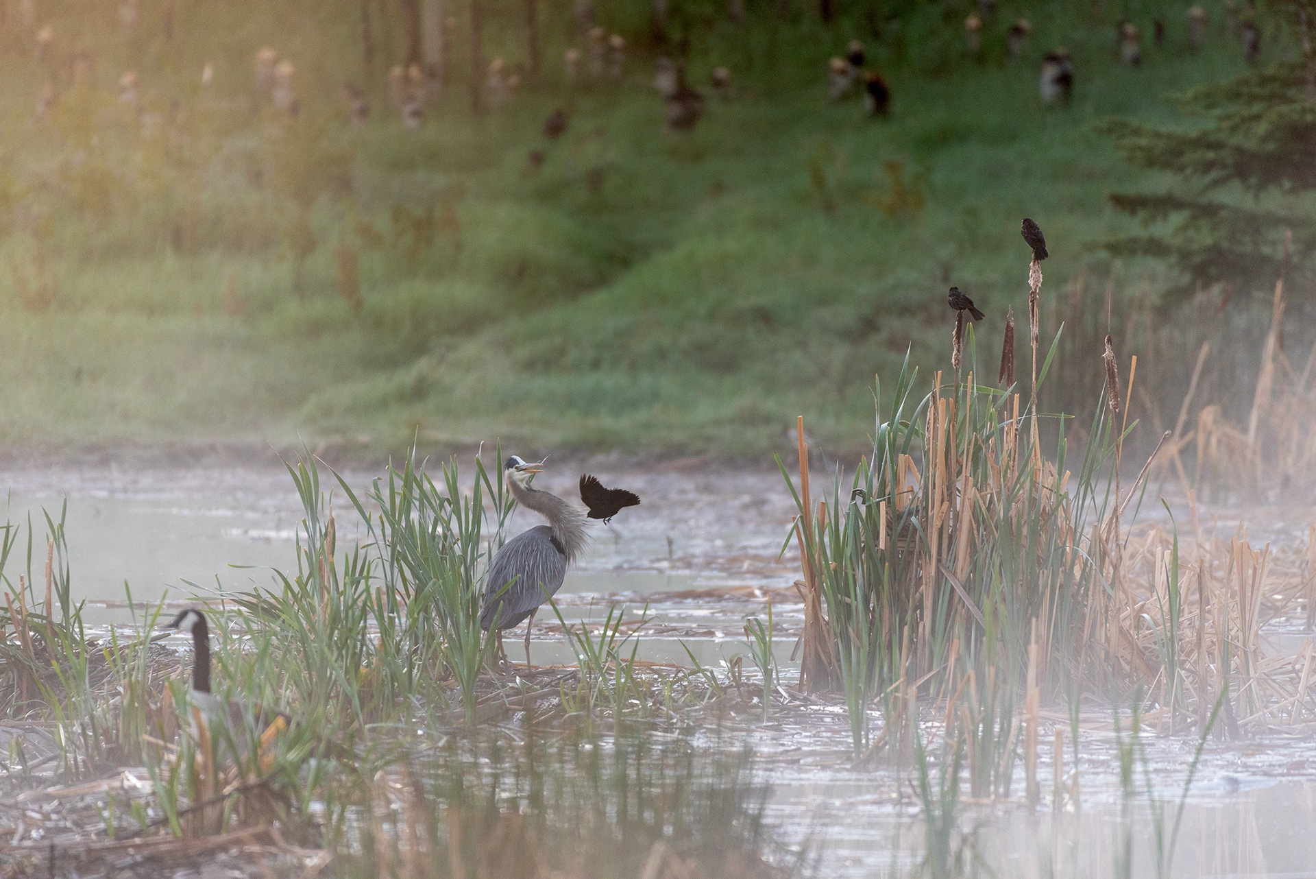 Great Blue Heron, Red-winged Blackbirds, Canada goose, Marshall Springs, Fish Creek Provincial Park, Calgary, Alberta