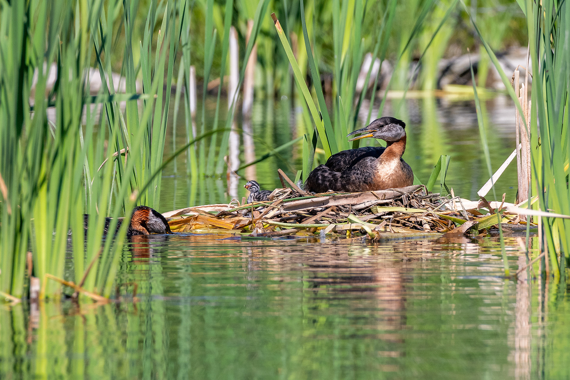 Red-necked Grebe pair at their nest with a chick (male on the nest, female interacting with the chick), Marshall Springs - Fish Creek Prov. Park, Calgary, AB