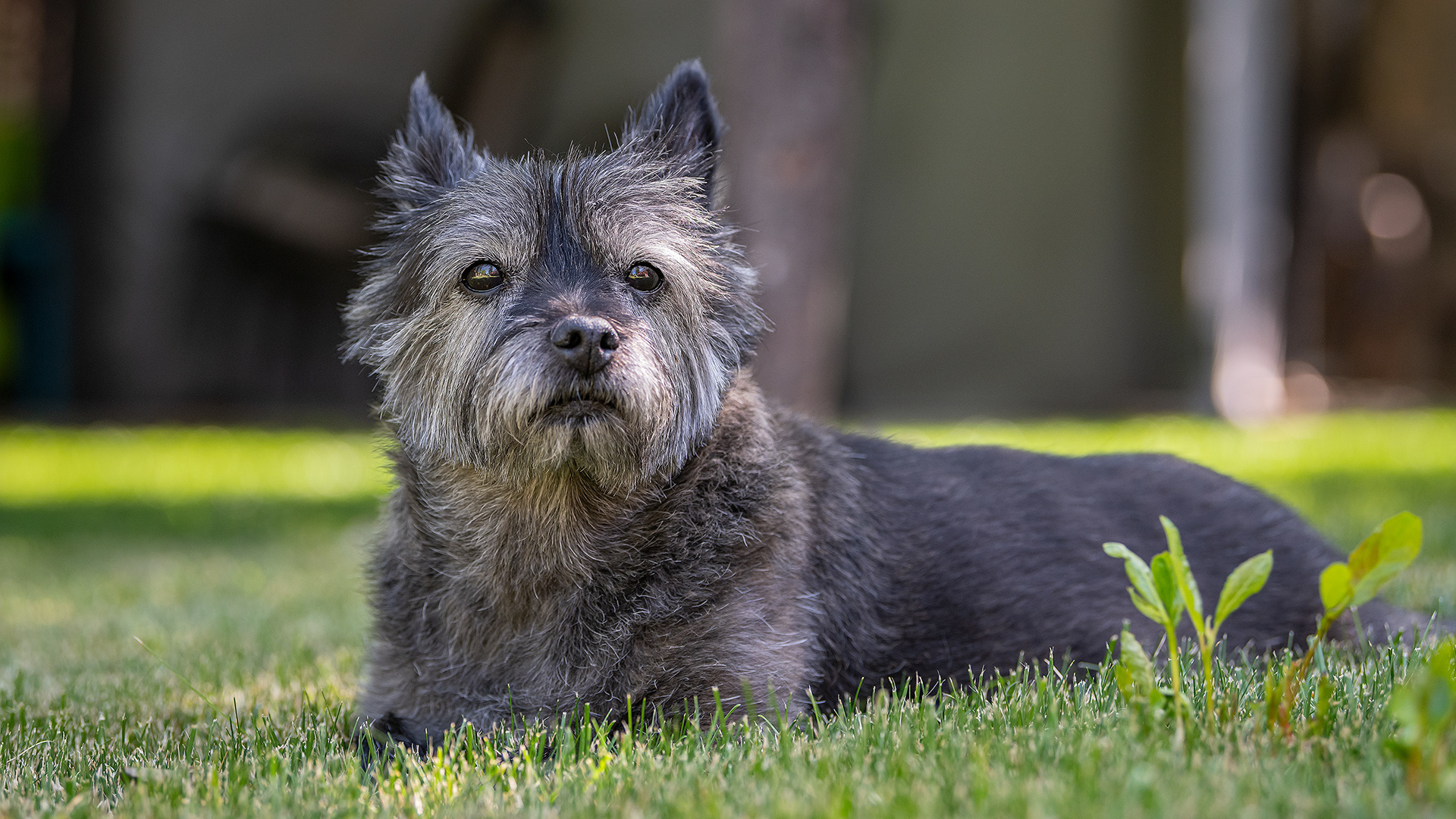 Coco, Bridlewood, Calgary, AB
