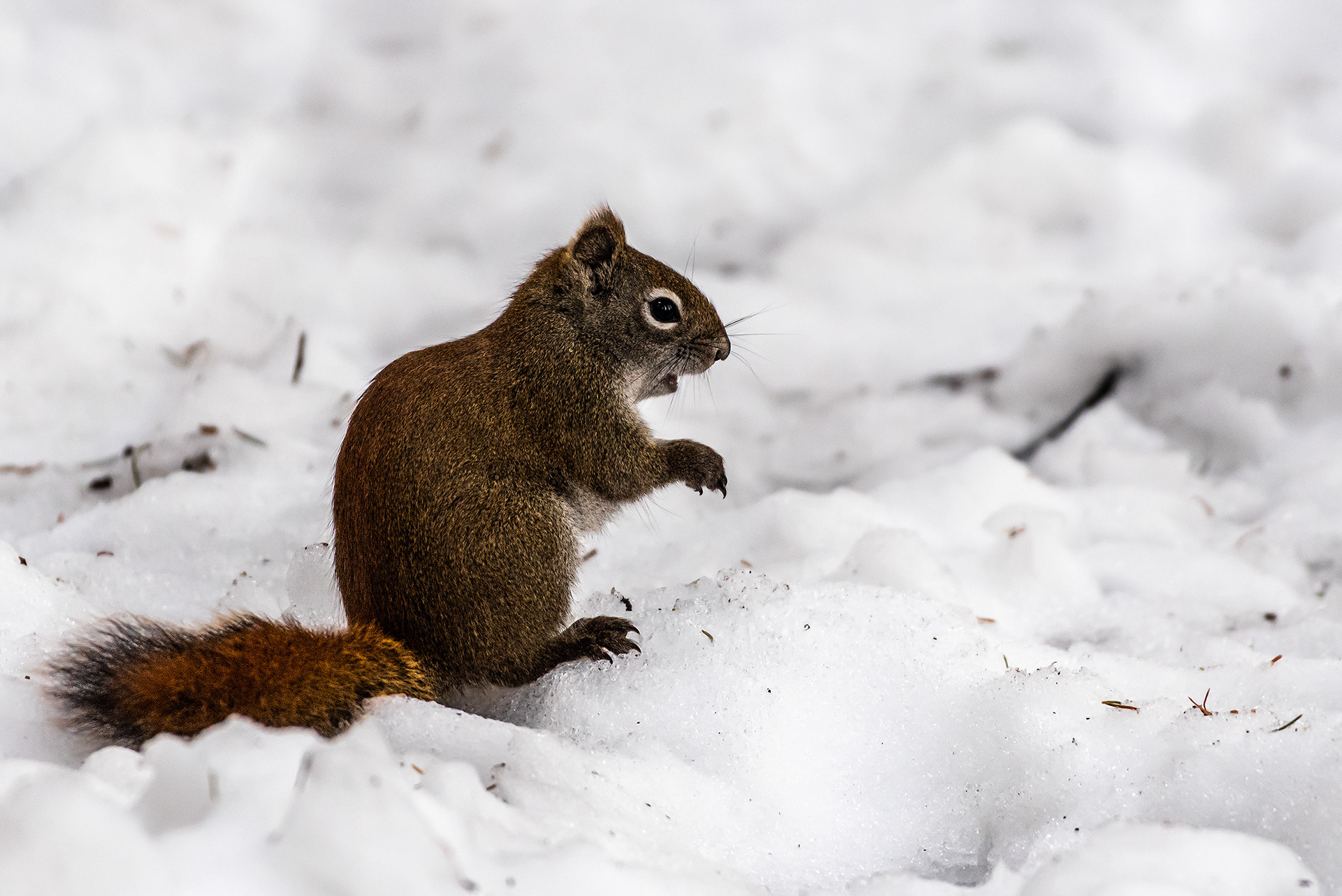 Red Squirrel near Marshall Springs, Fish Creek Prov. Park, Calgary, AB