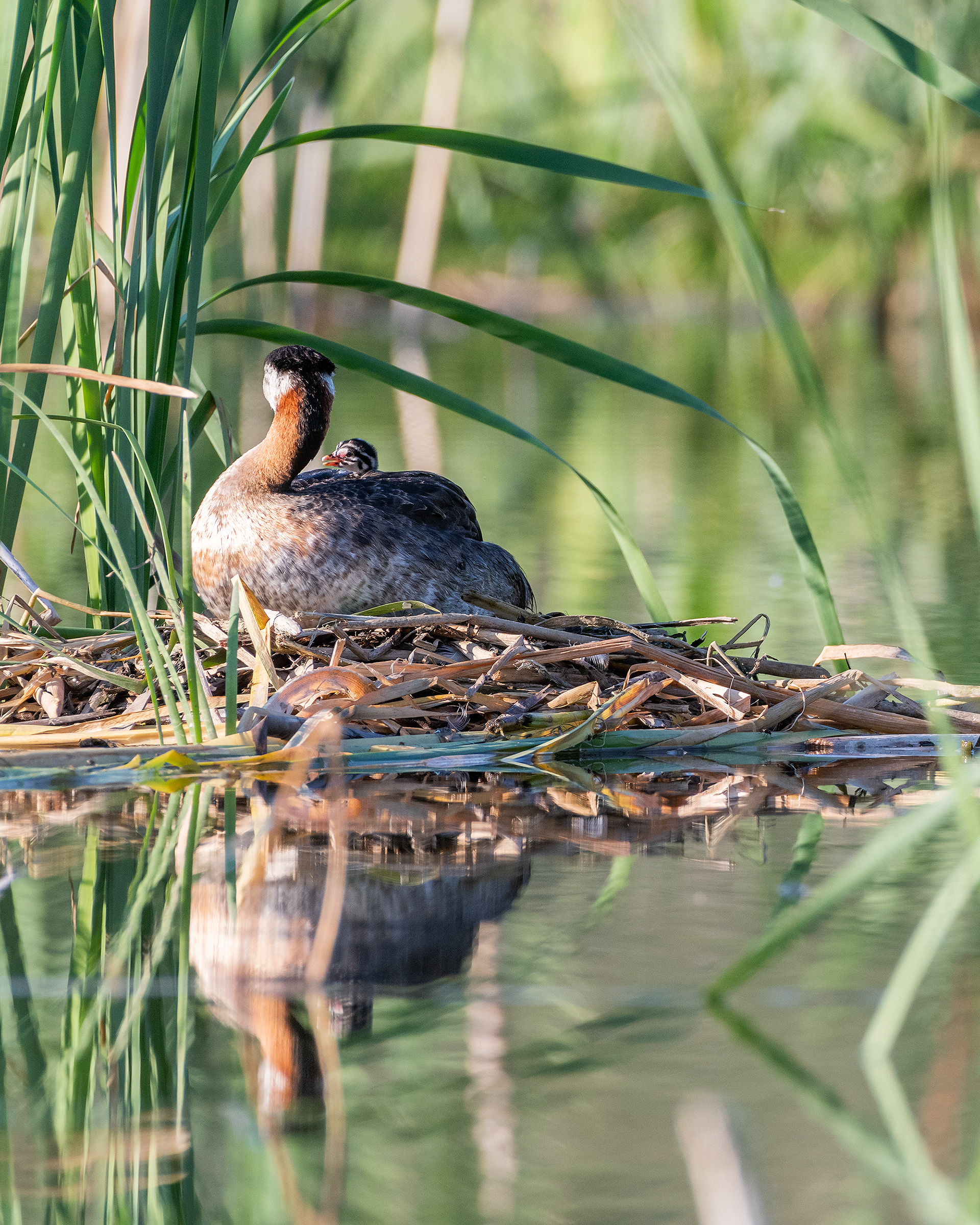 Red-necked Grebe (female) on her nest interacting with one of her chicks, Marshall Springs - Fish Creek Prov. Park, Calgary, AB
