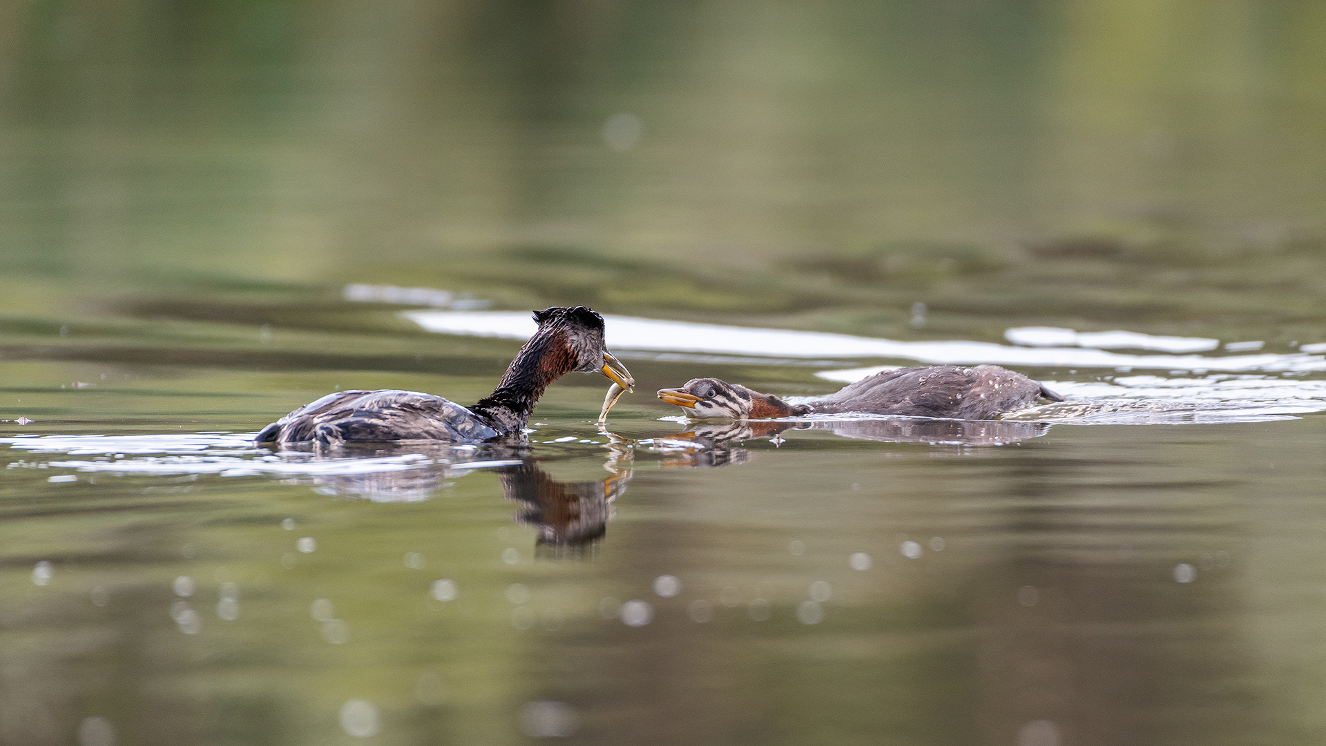 Red-necked Grebes (one female, one immature), Marshall Springs - Fish Creek Prov. Park, Calgary, AB