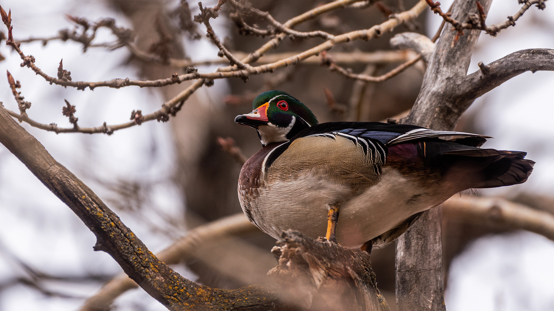 Wood Duck (male) at the Inglewood Bird Sanctuary & Nature Centre, Calgary, Alberta