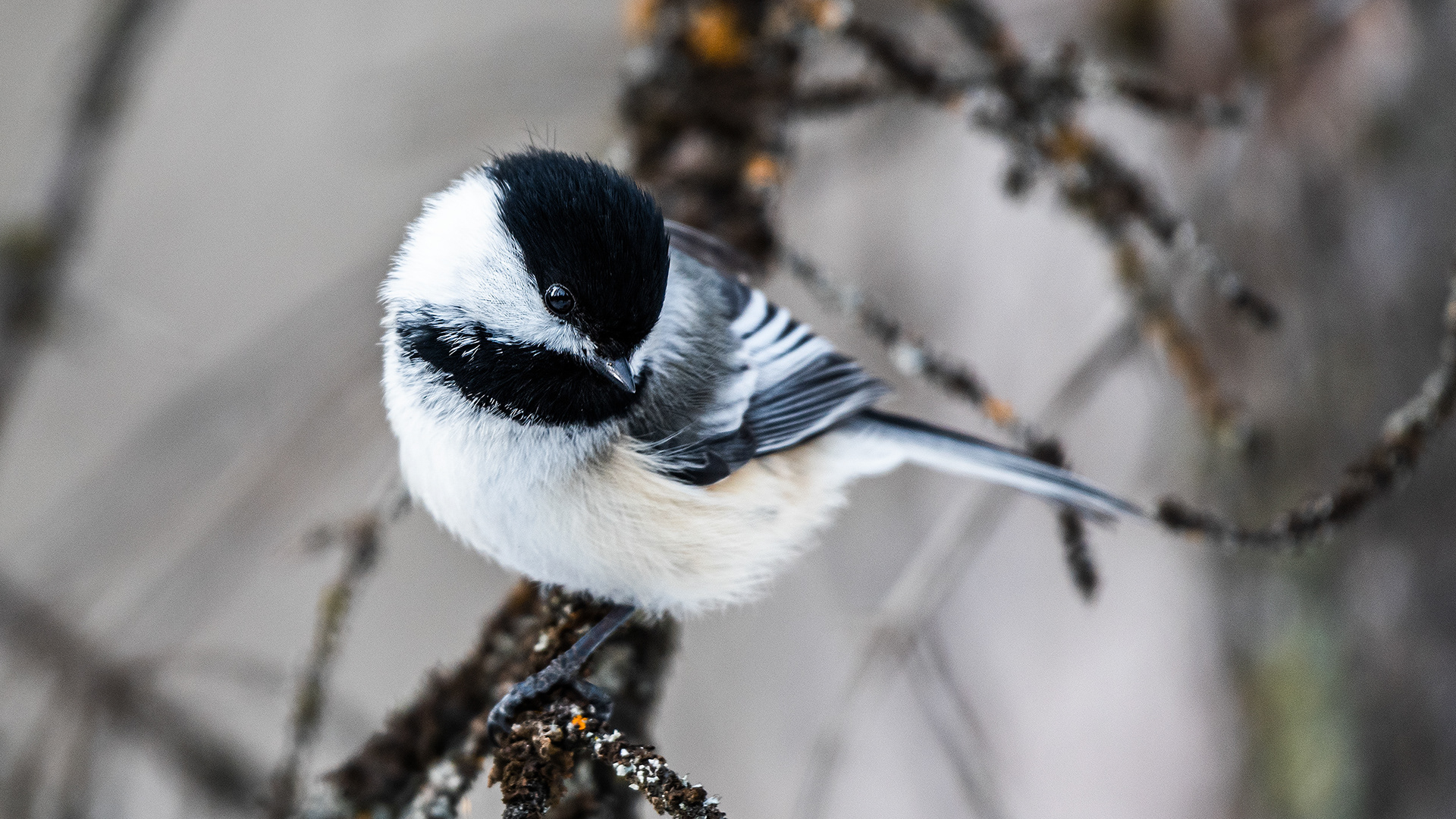 Black-capped Chickadee near Marshall Springs in Fish Creek Provincial Park