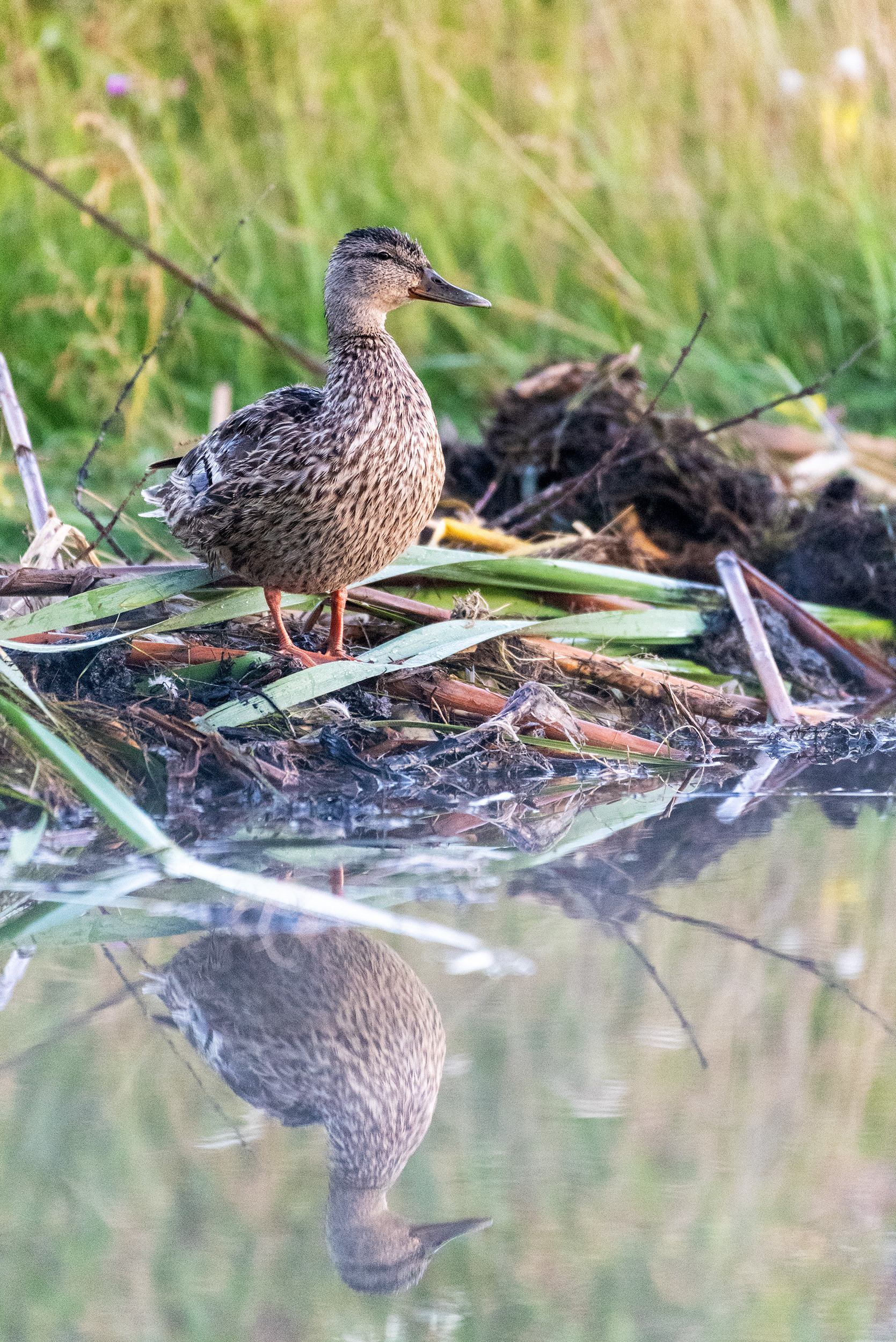 Mallard