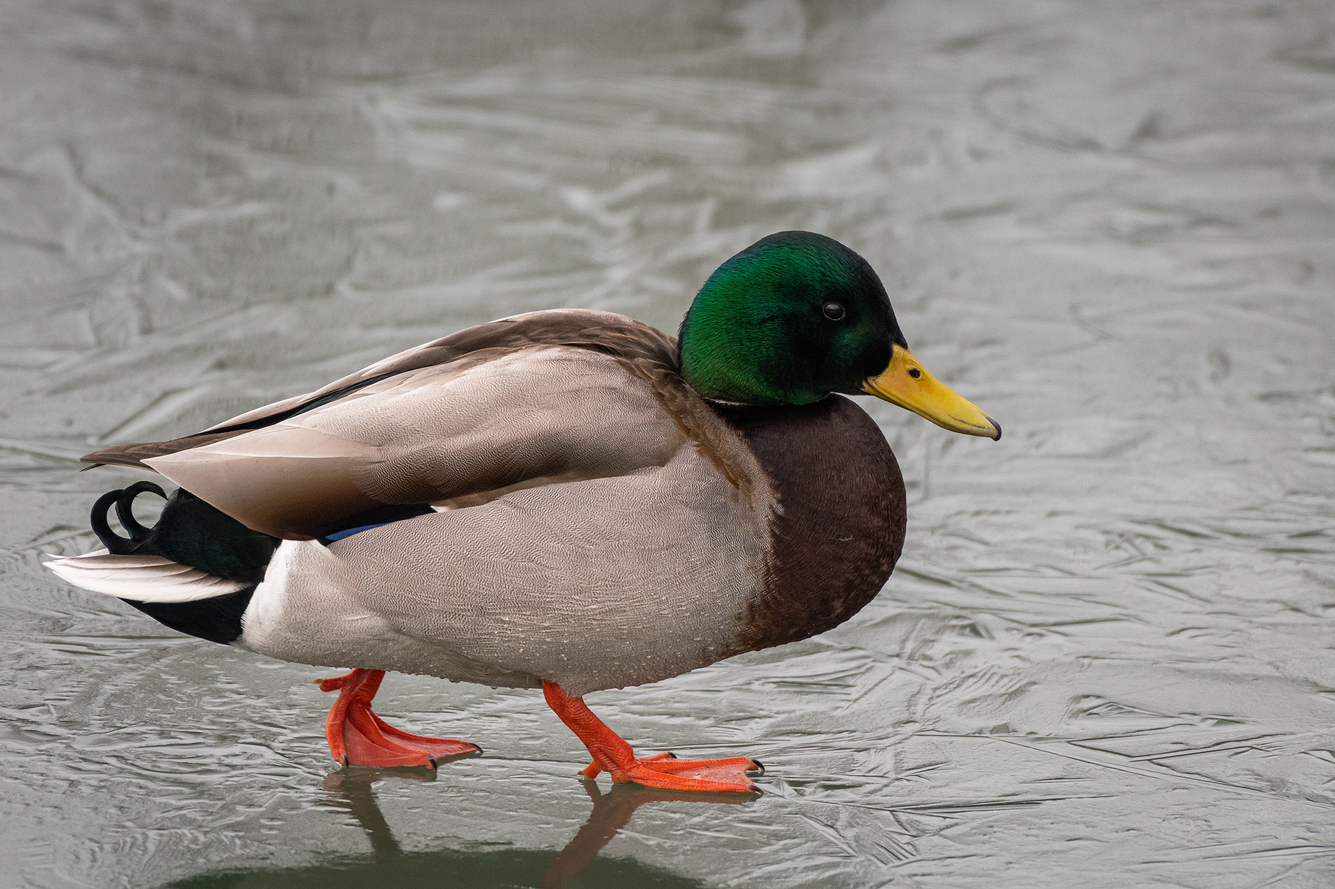 Mallard (male), Inglewood Bird Sanctuary, Calgary, AB