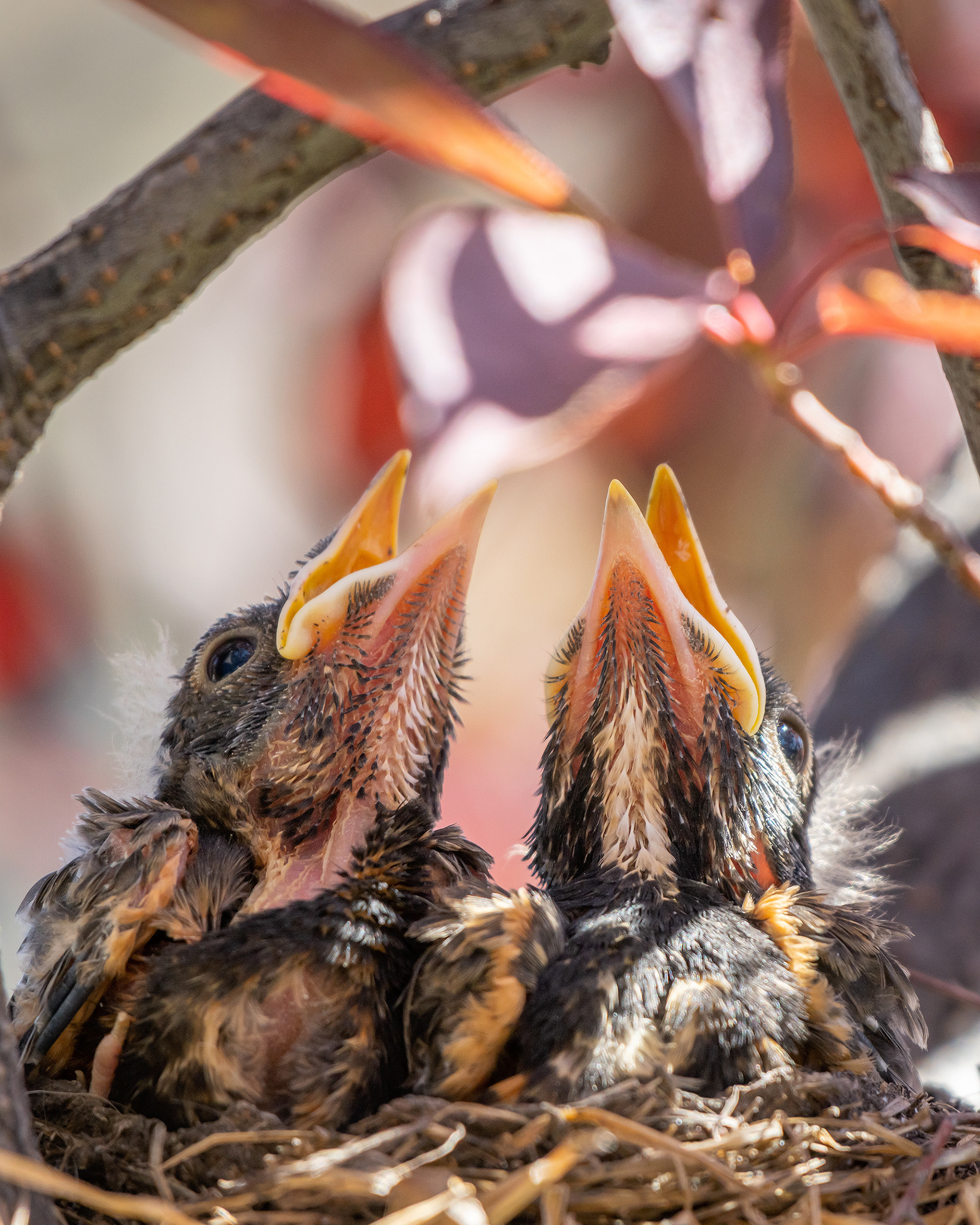 American Robin hatchlings, Bridlewood, Calgary, AB