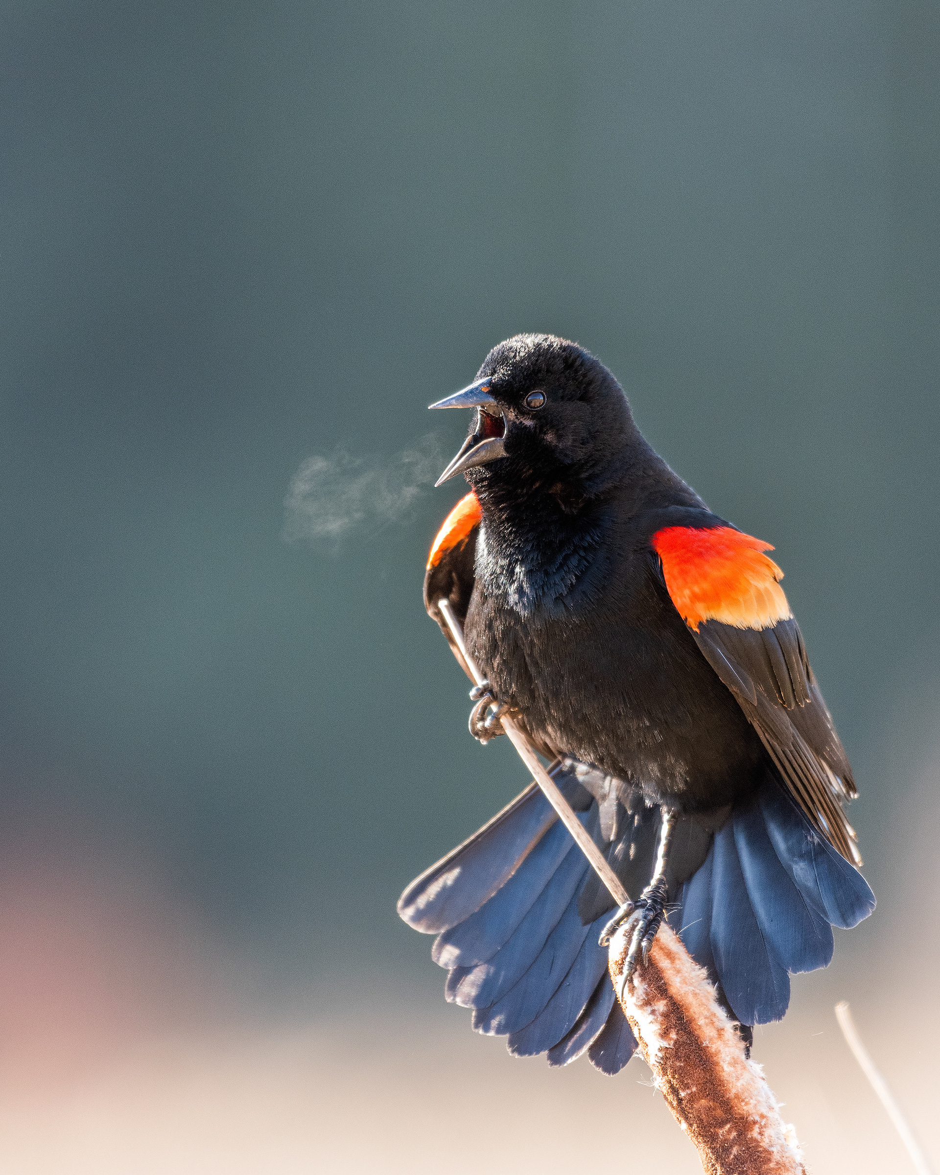 Red-winged Blackbird (male) at Marshall Springs, Fish Creek Provincial Park, Calgary, Alberta