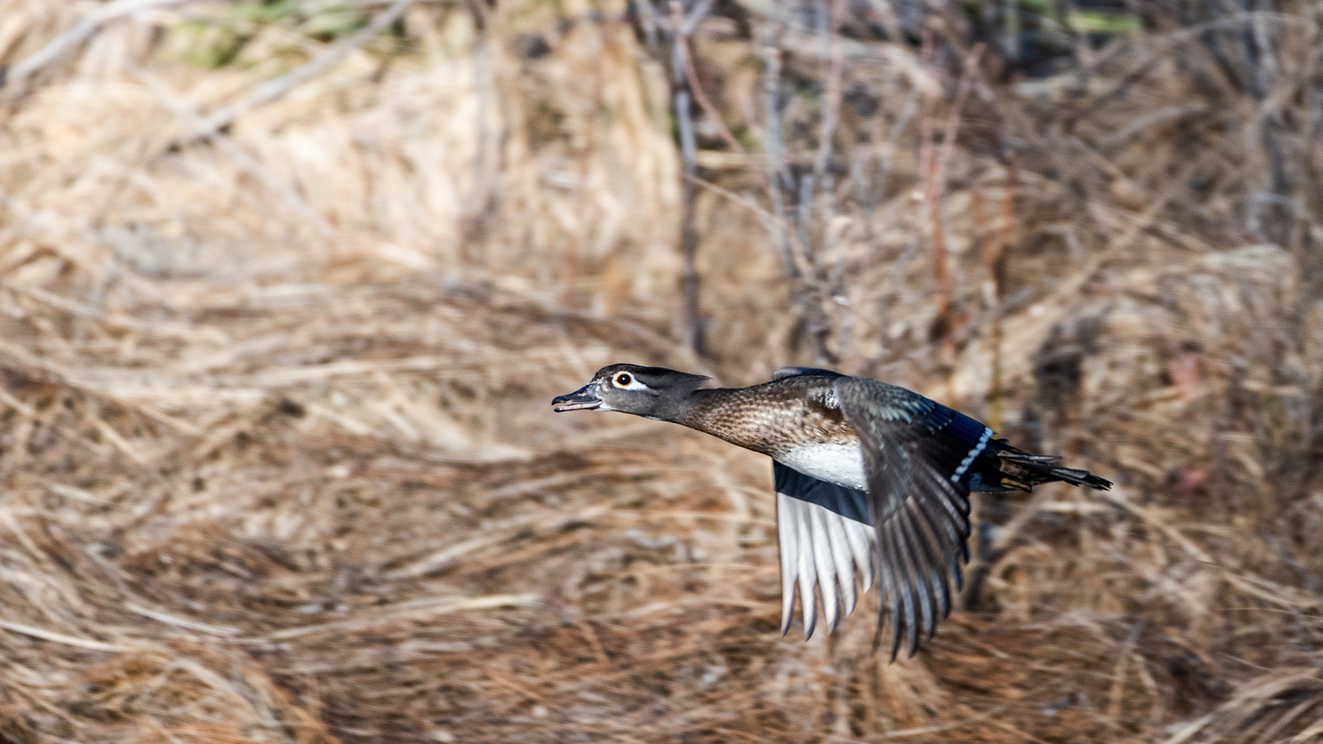 Wood Duck (female) in flight at the Inglewood Bird Sanctuary & Nature Centre, Calgary, Alberta