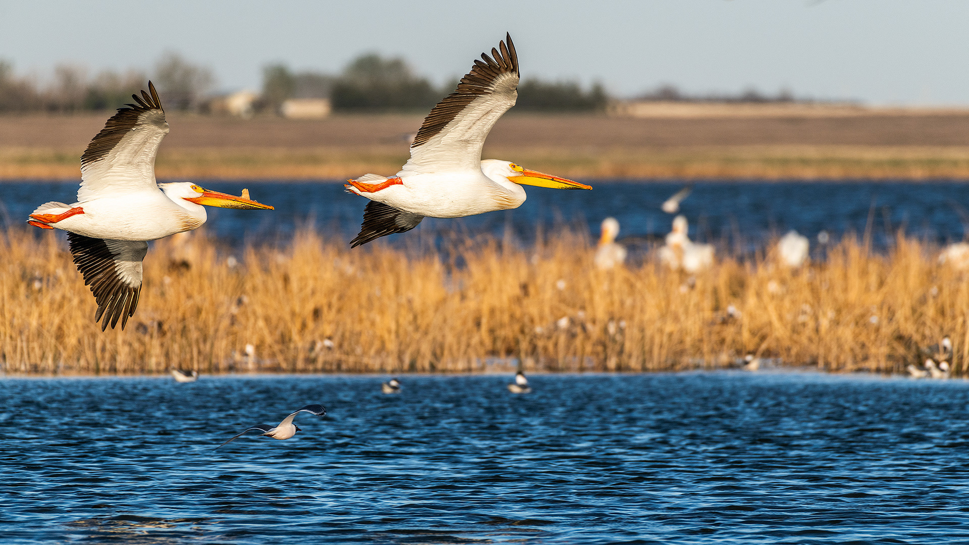Pelicans in flight, Frank Lake, Alberta