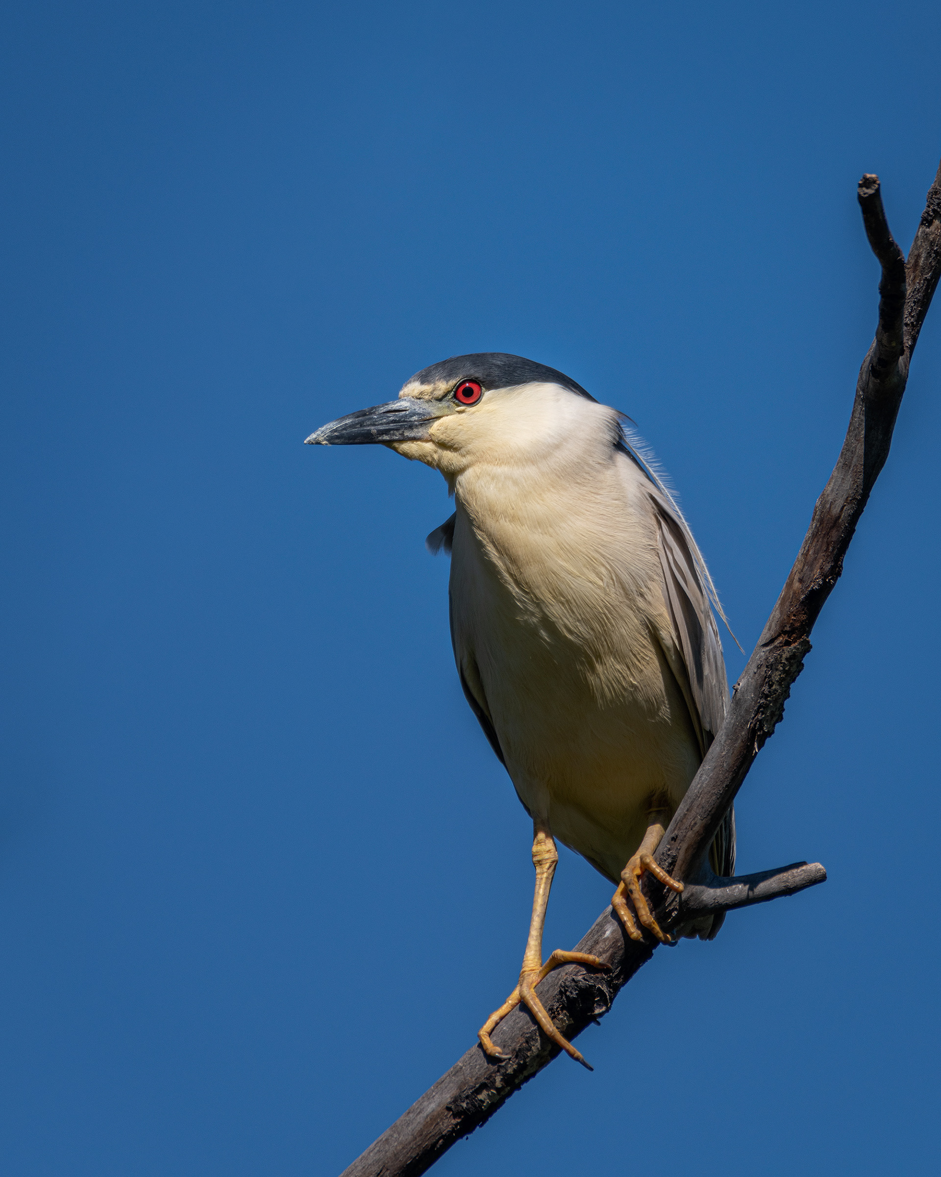 Black-crowned Night Heron, Marshall Springs ponds, Fish Creek Provincial Park, Calgary, AB
