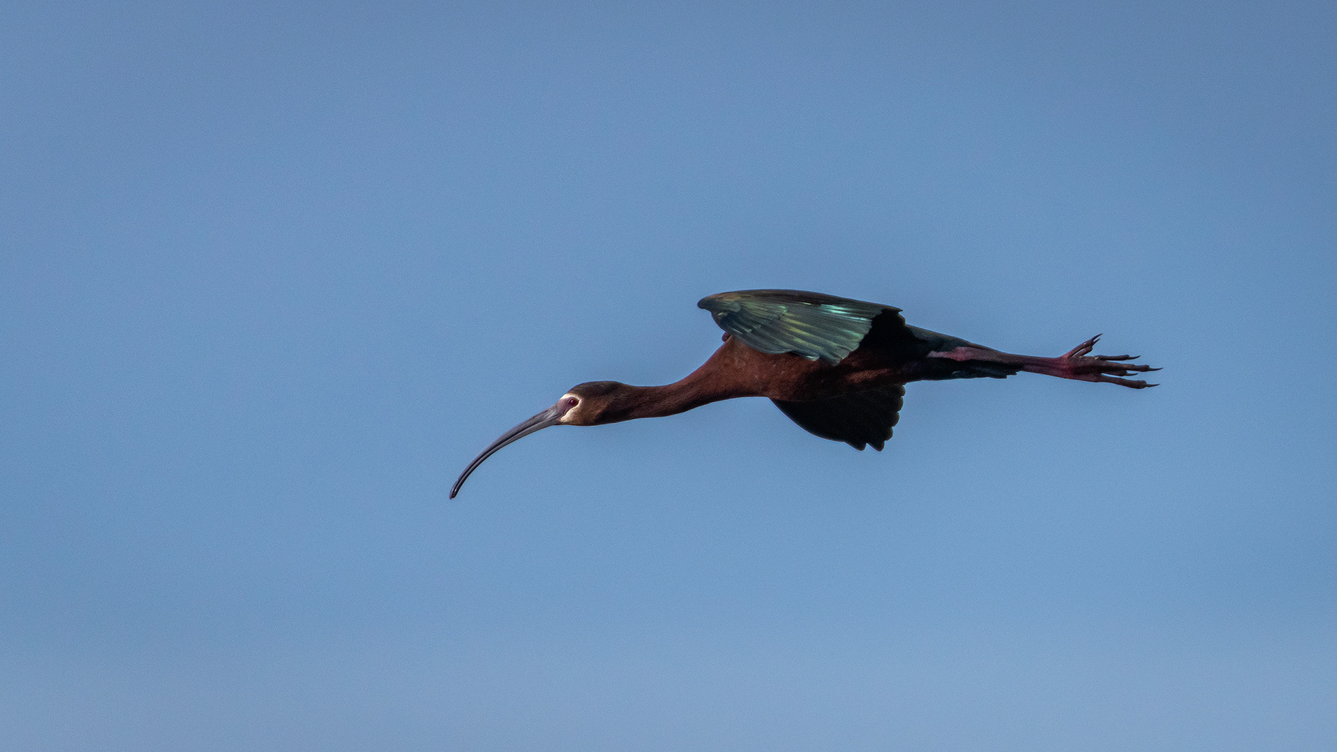 White-faced Ibis (in flight), Glenmore Reservoir, North Glenmore Park, Calgary, AB