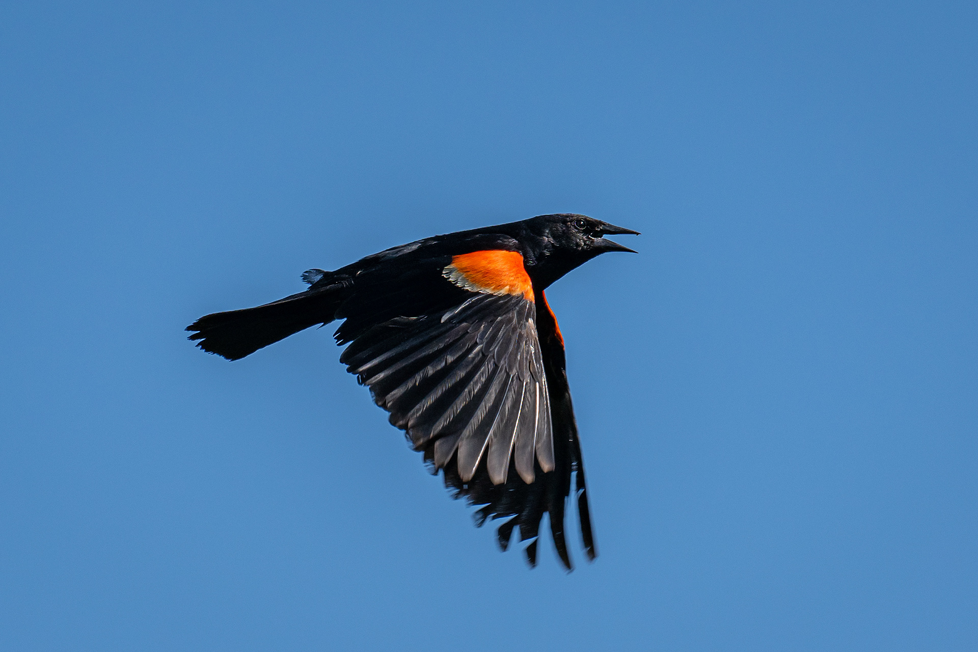 Red-winged Blackbird (male) in flight, Marshall Springs ponds, Fish Creek Provincial Park, Calgary, AB