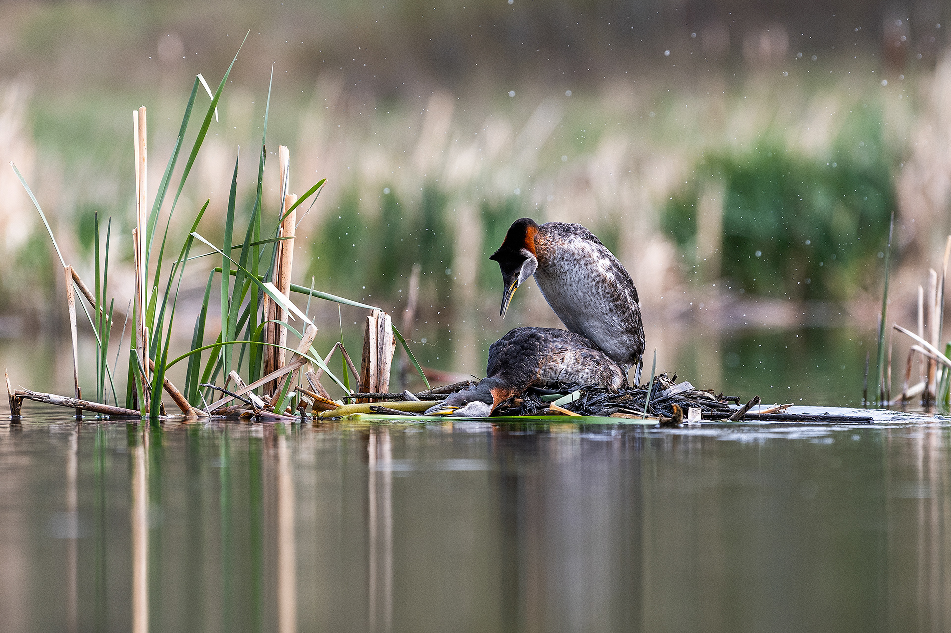 Red-necked Grebe pair mating at the Marshall Springs ponds in Fish Creek Provincial Park